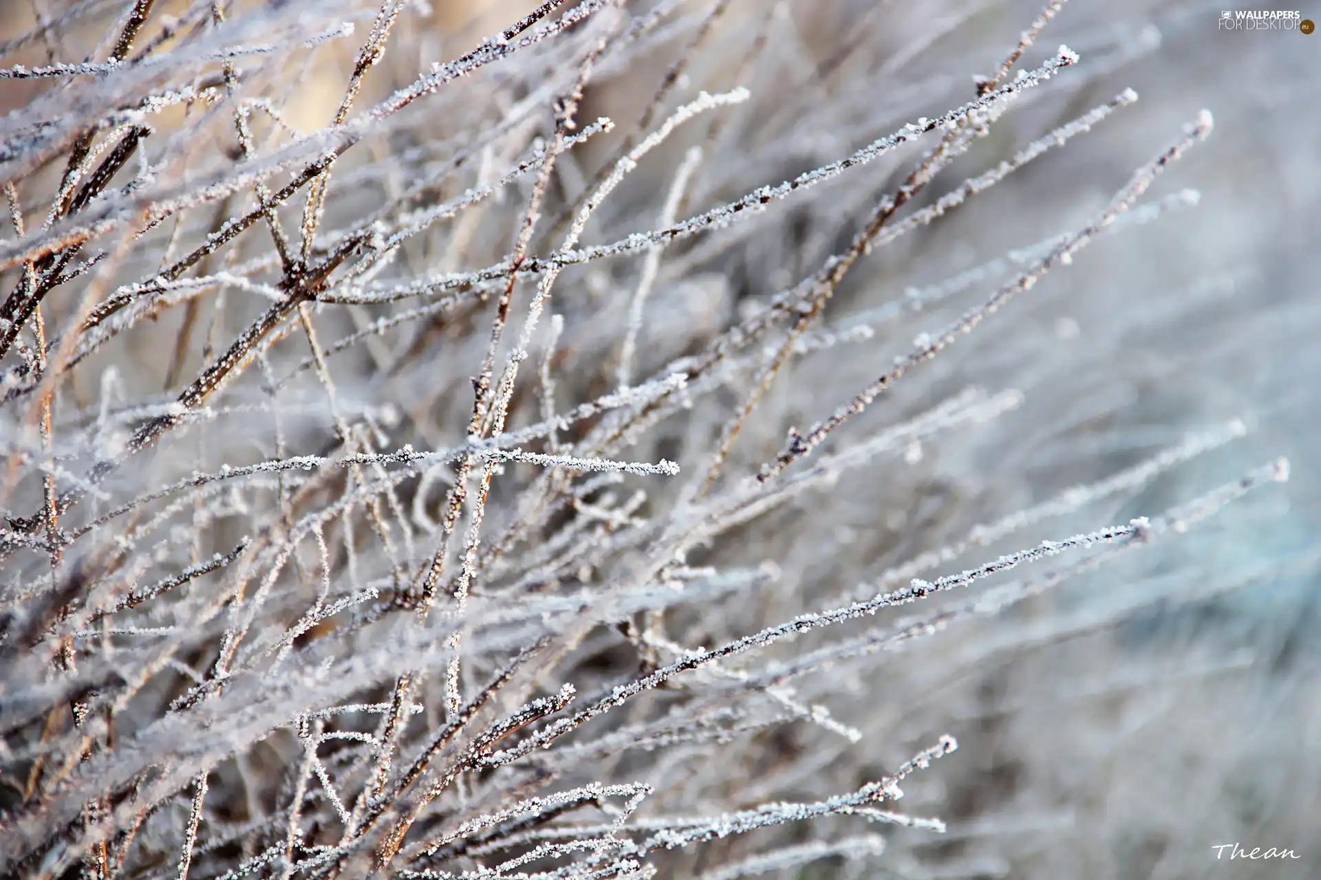 Twigs, rime, winter, Frost