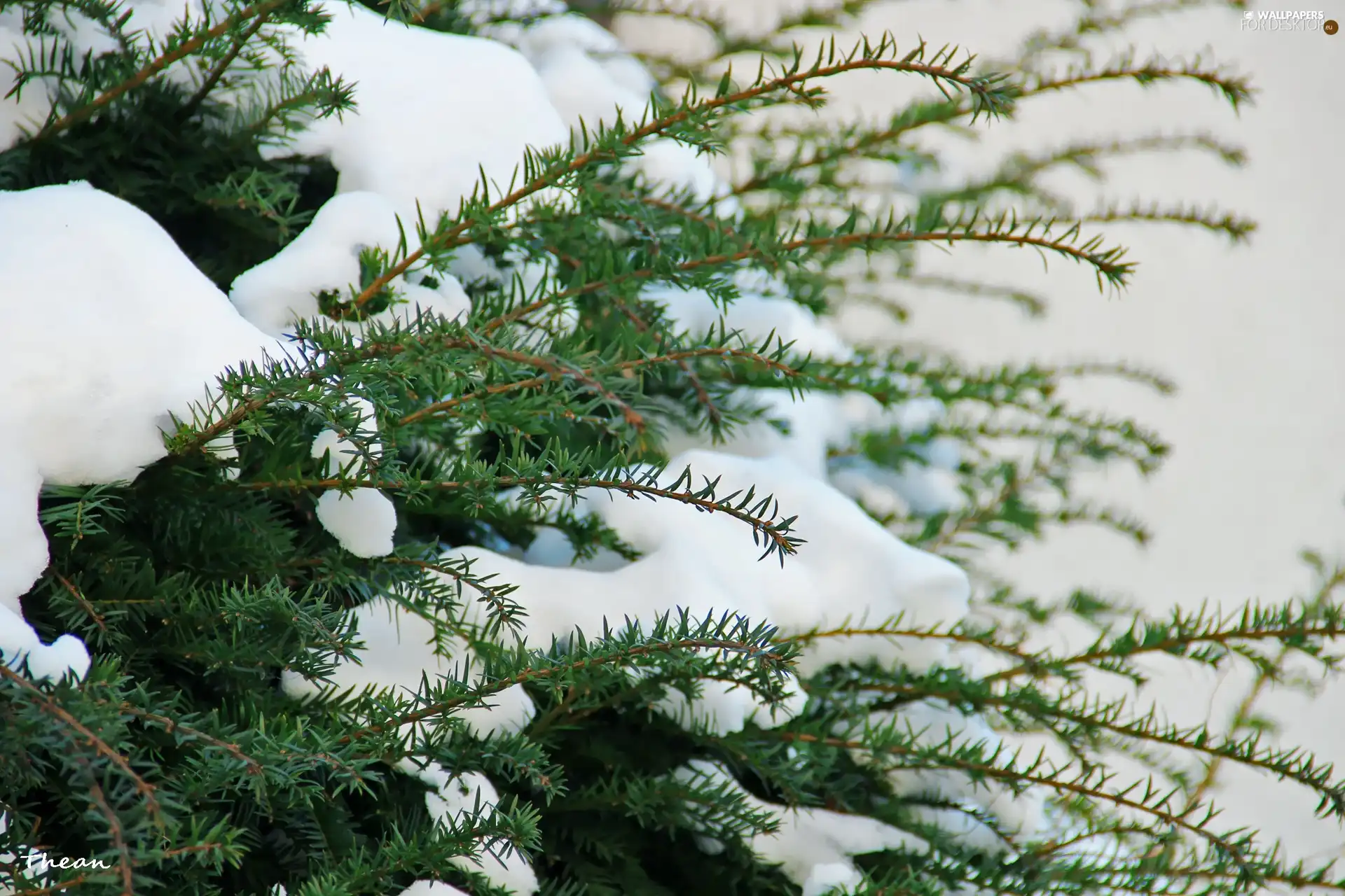 winter, Snowy, Twigs