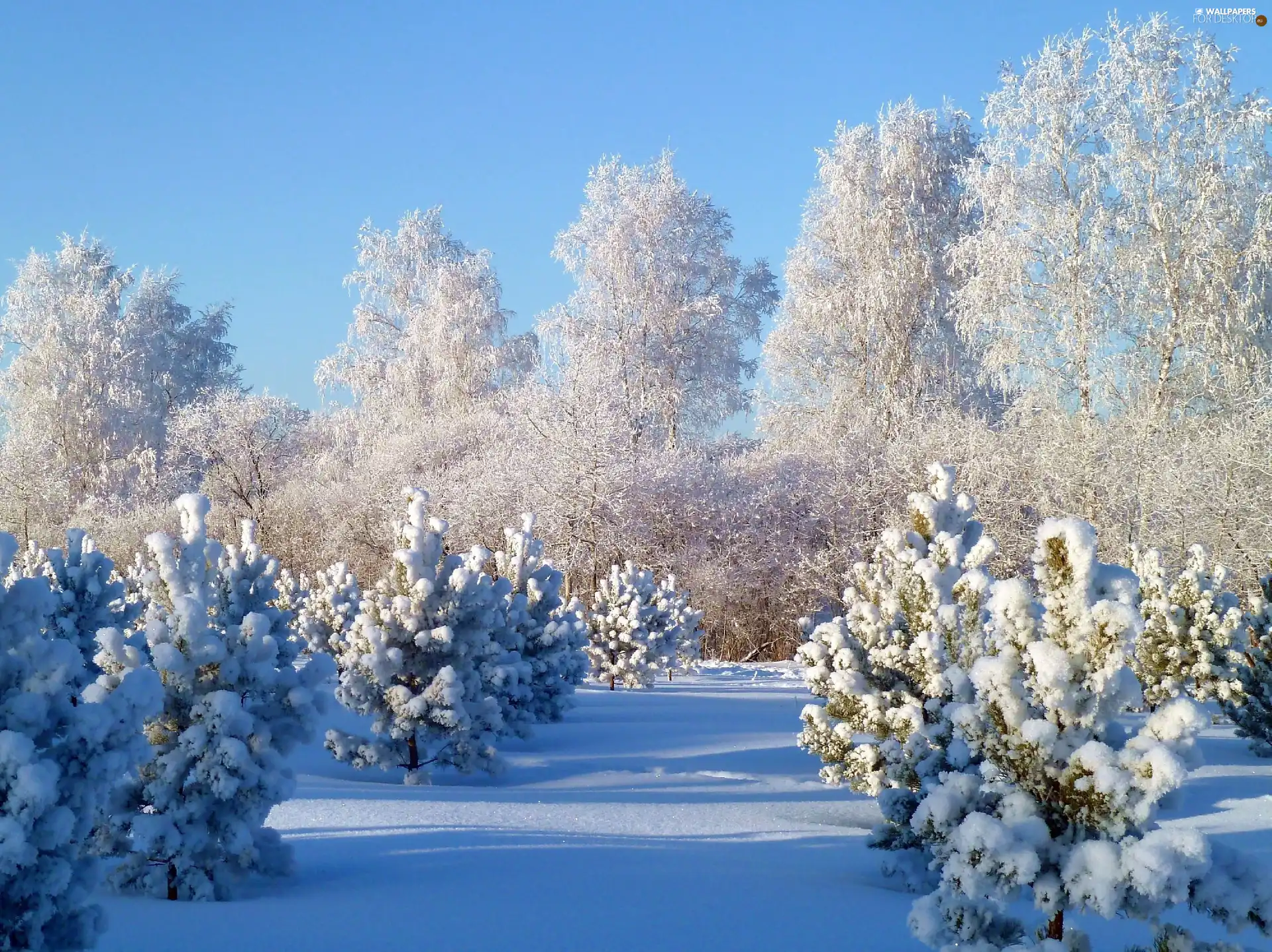 winter, trees, viewes