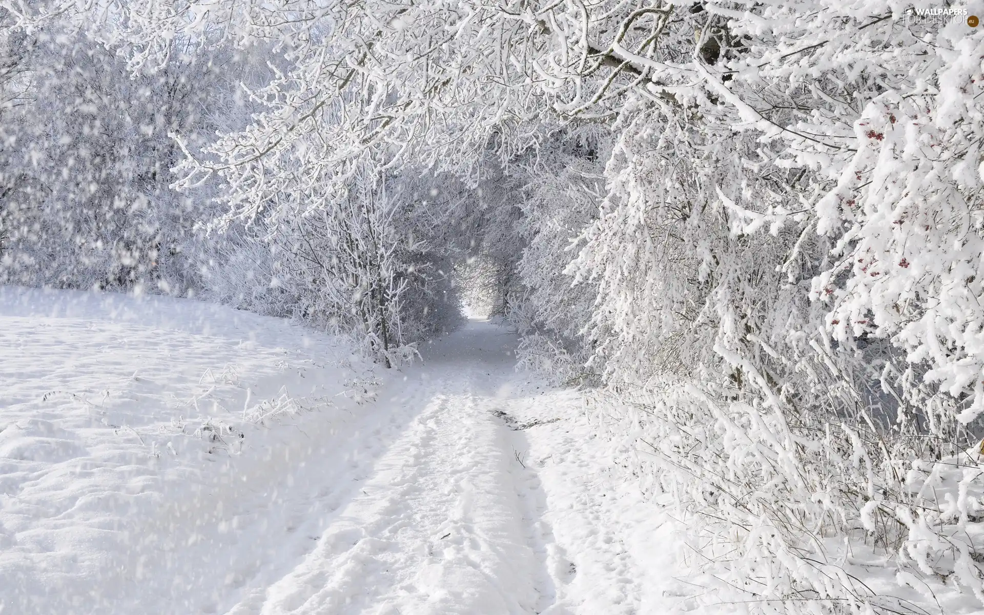 winter, forest, Way