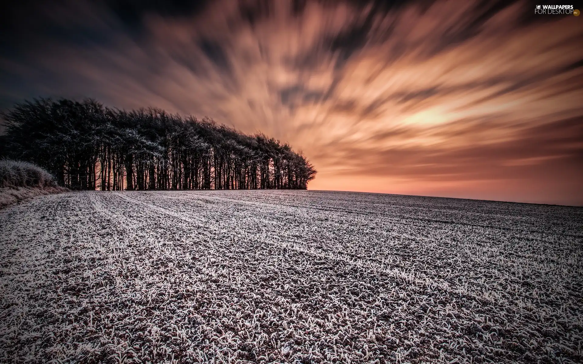 west, forest, winter, sun