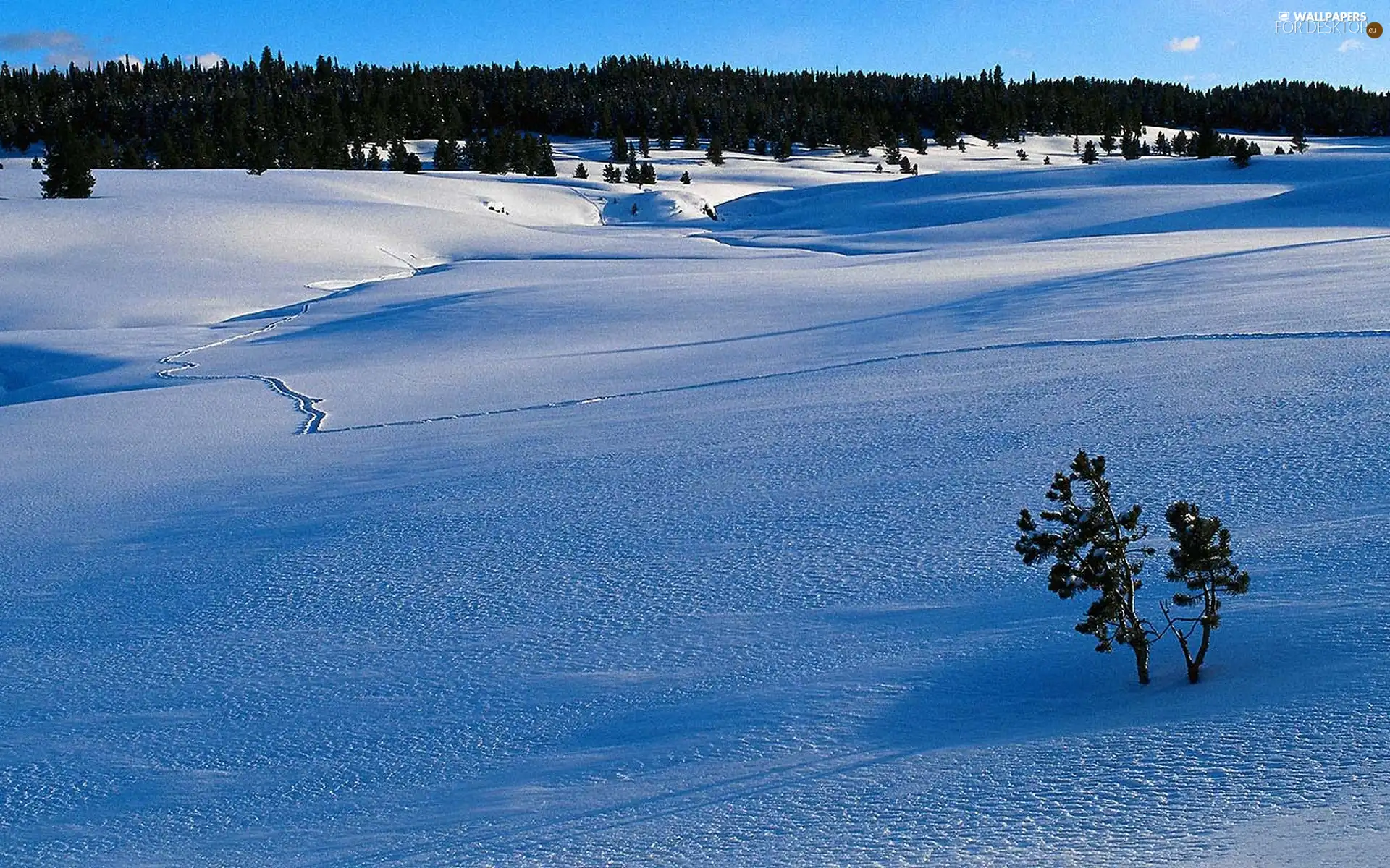 winter, field, woods