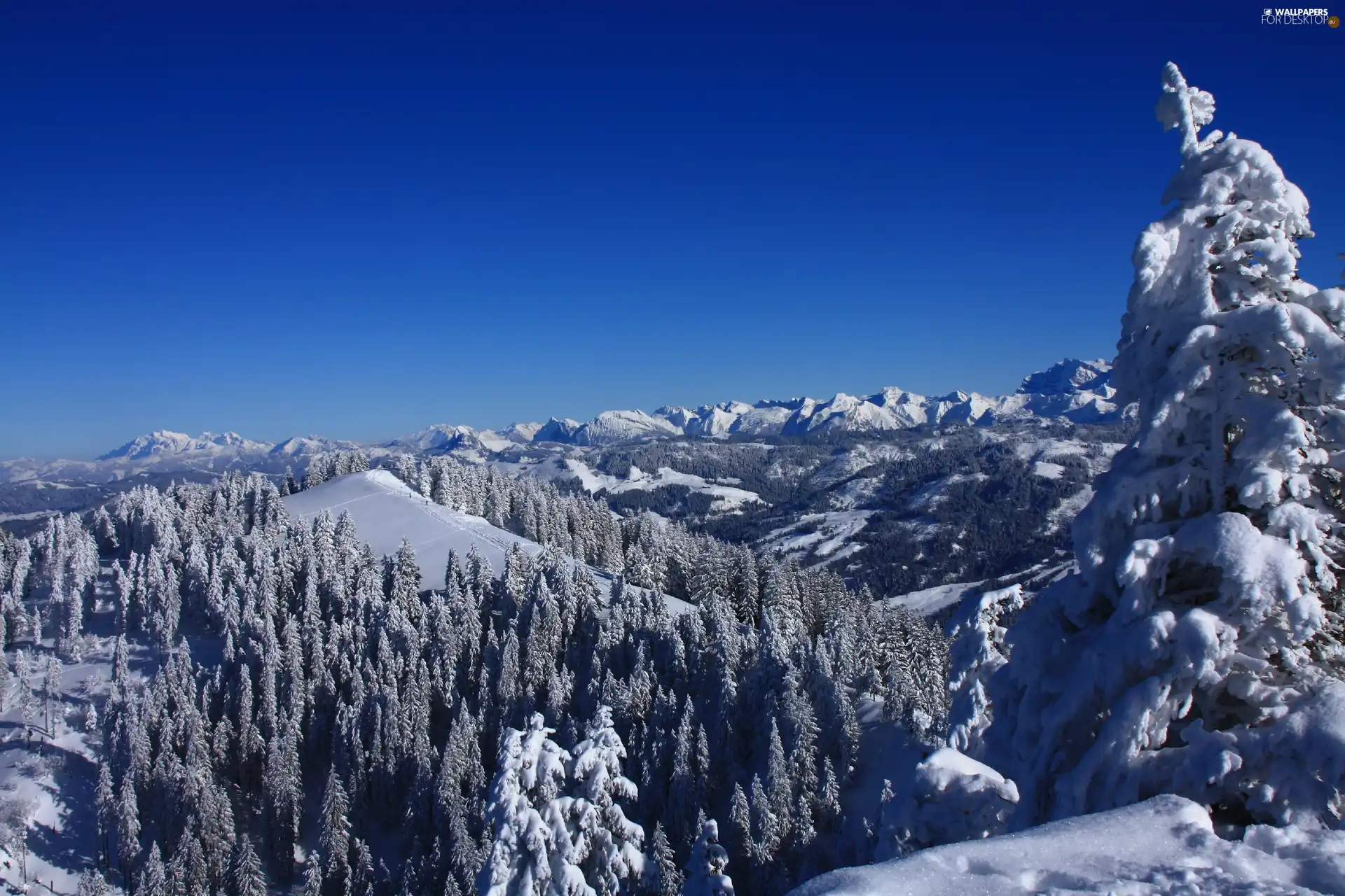 winter, Mountains, woods