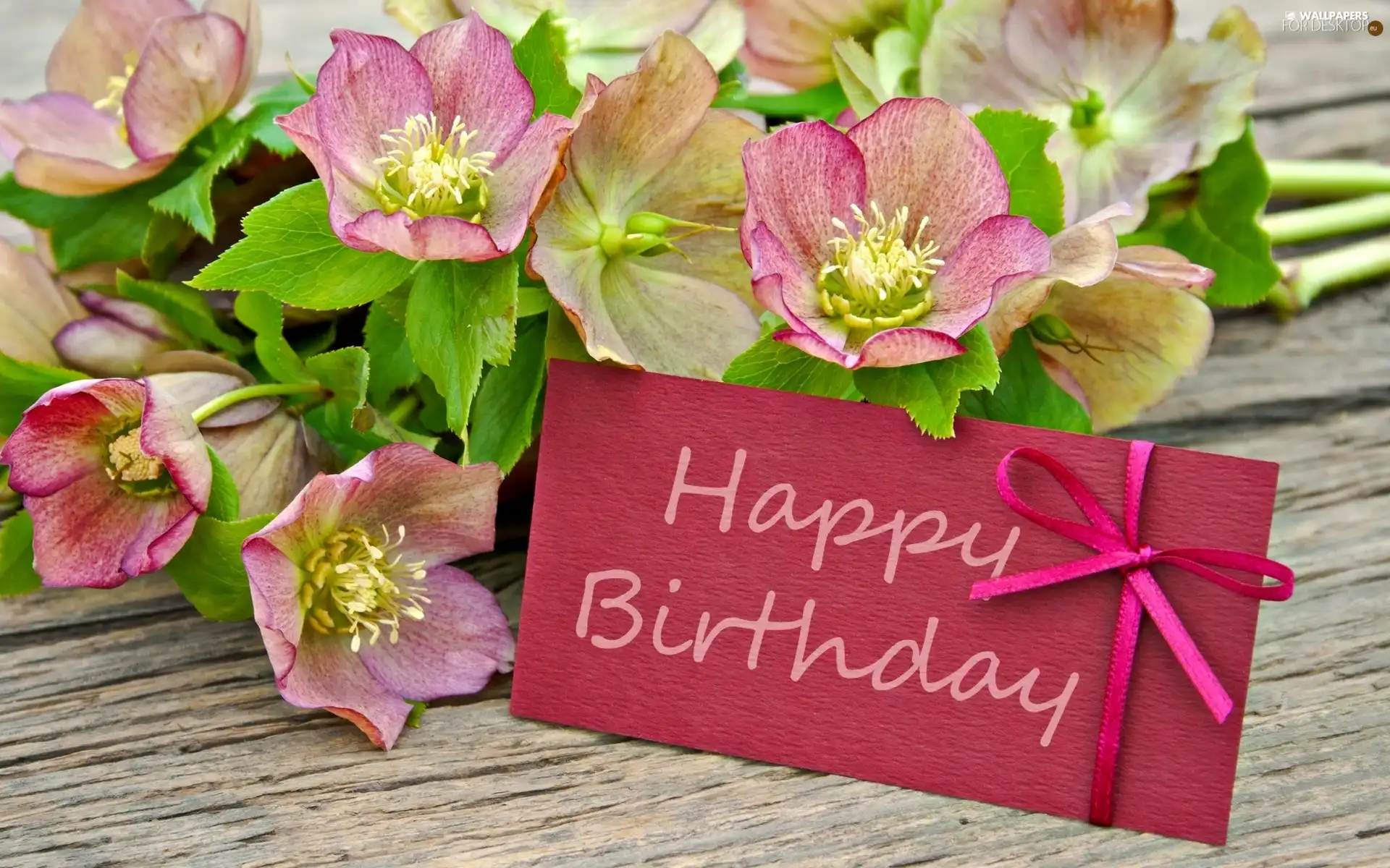 scribble, Wishes, Flowers, Helleborus, birthday