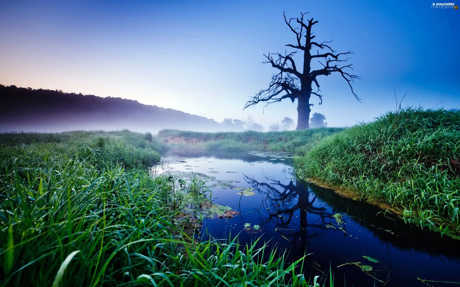 withered, trees, Fog, brook, medows