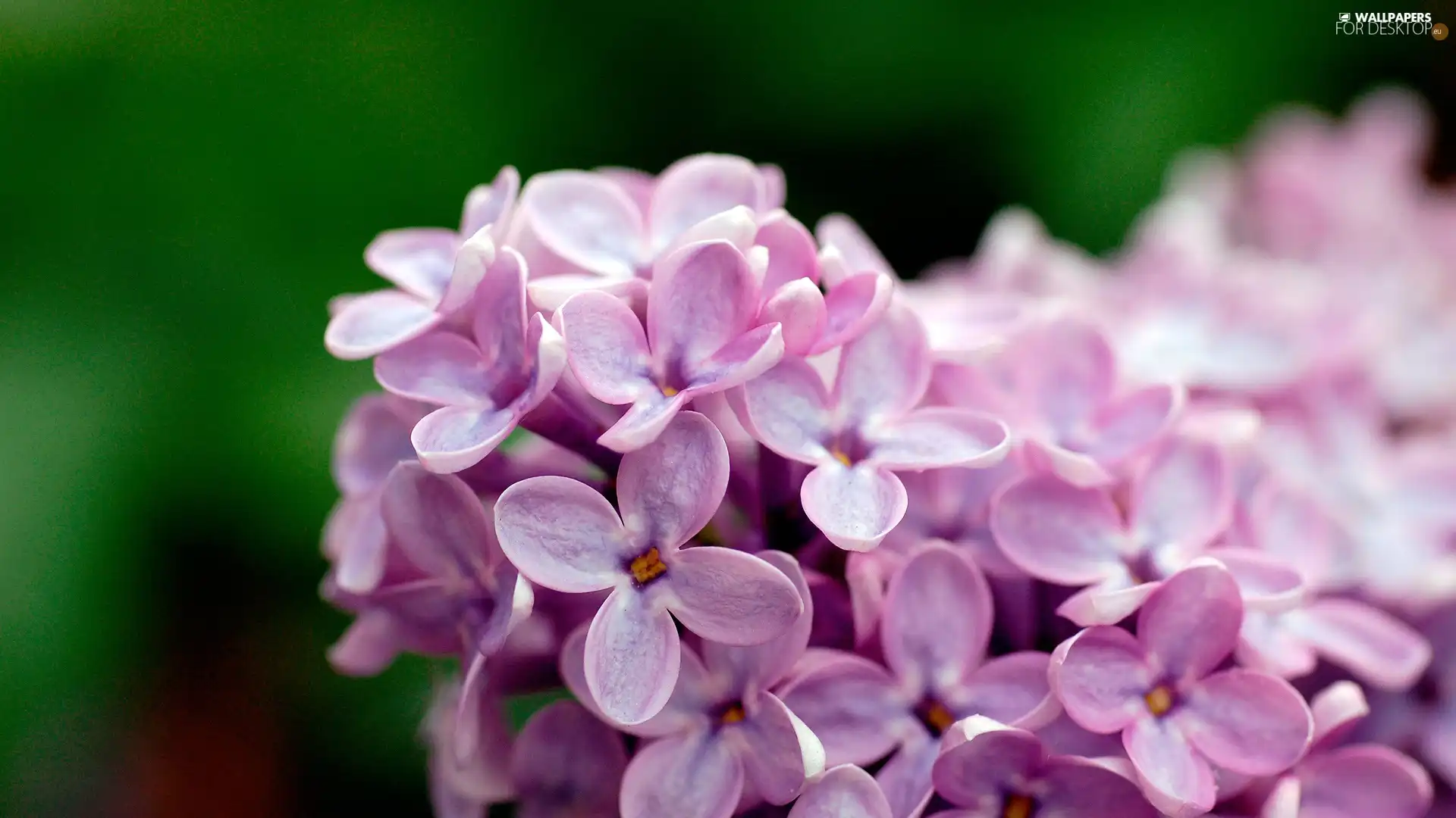 without, Flowers, Violet