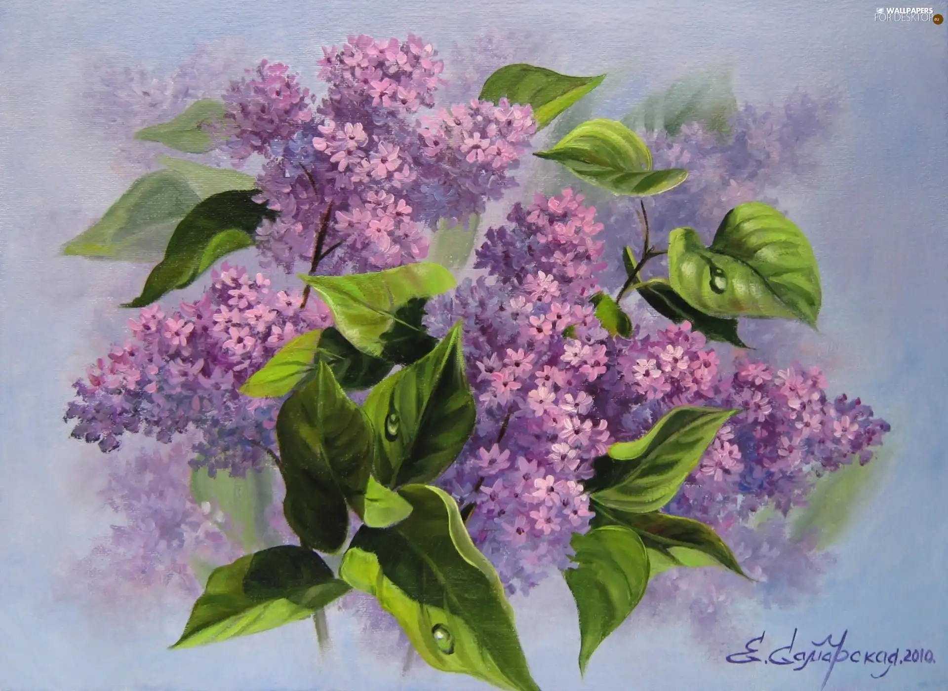 Violet, without