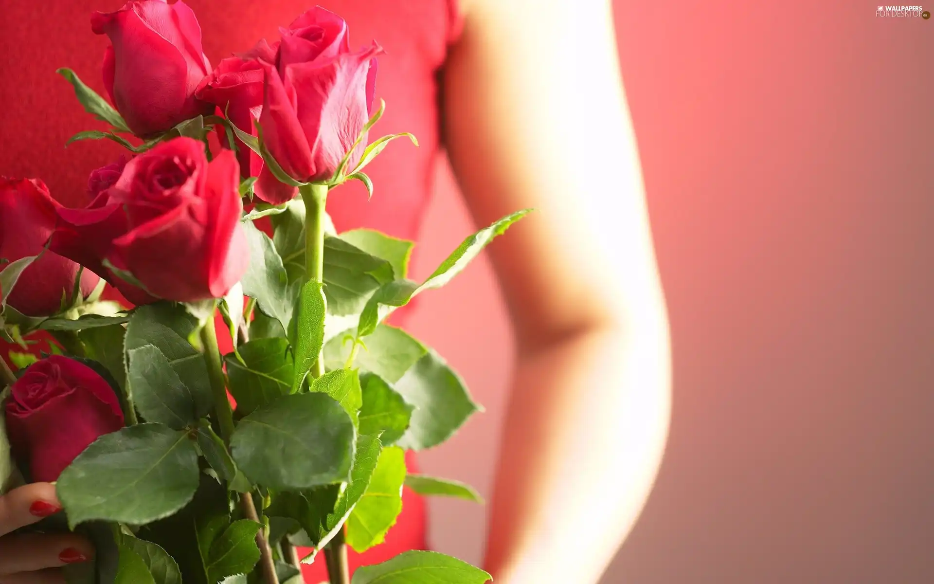 Women, Pink, roses