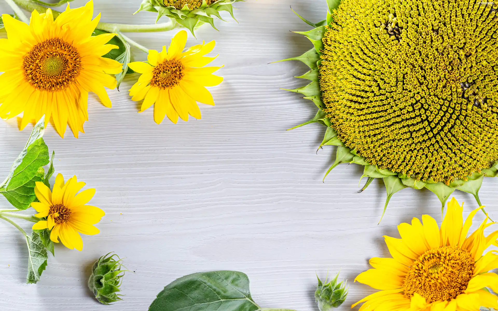 boarding, Nice sunflowers, Wood