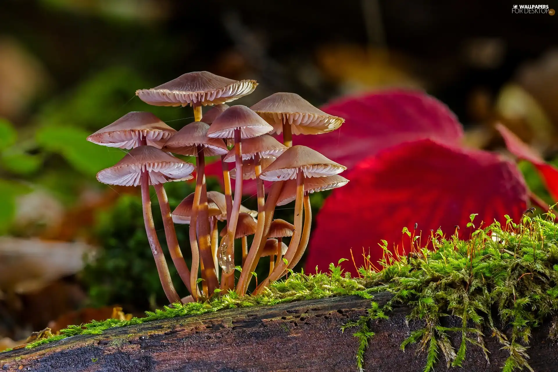 mushrooms, Moss, Leaf, Wood
