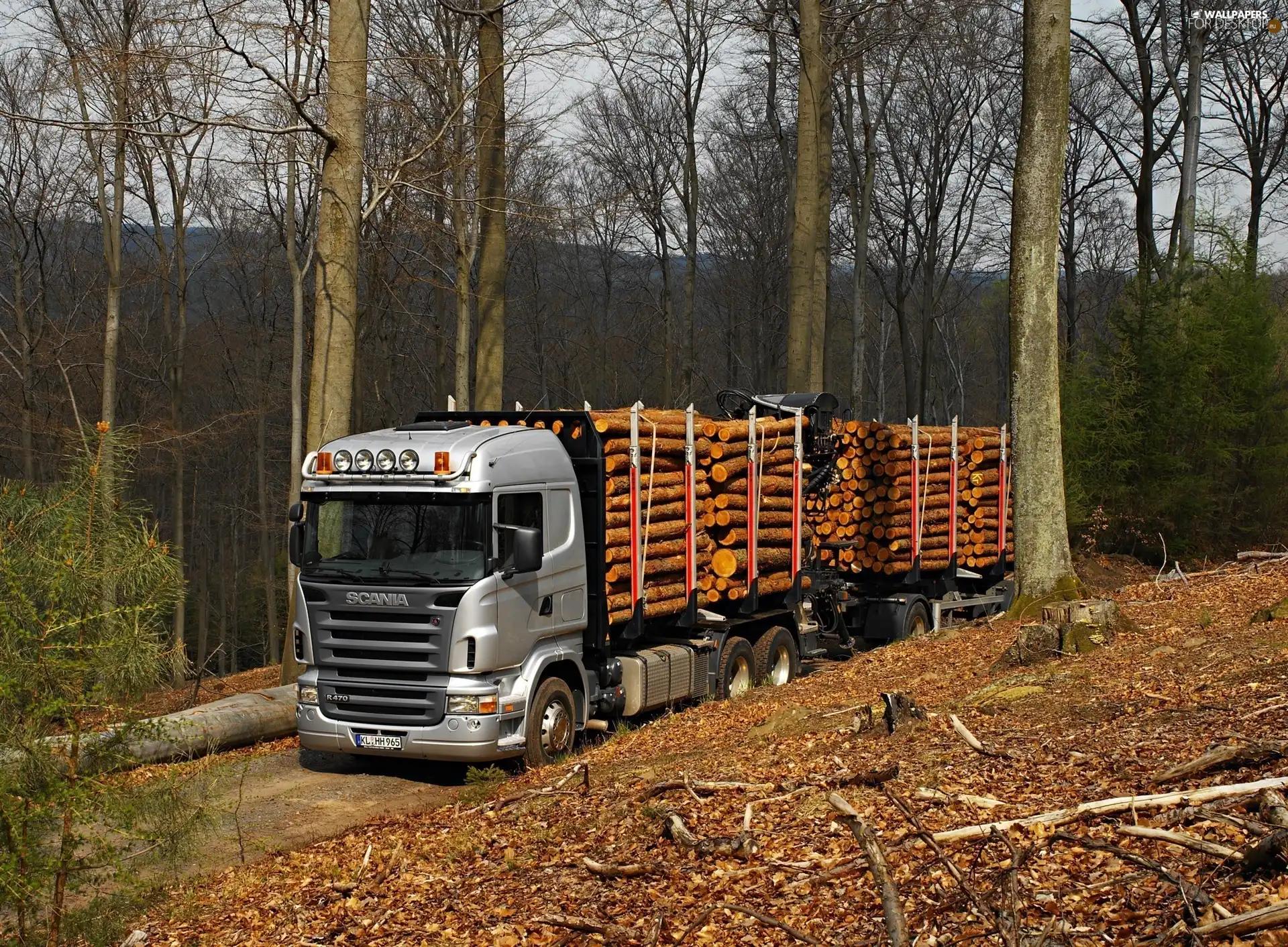 Wood, forest, Scania