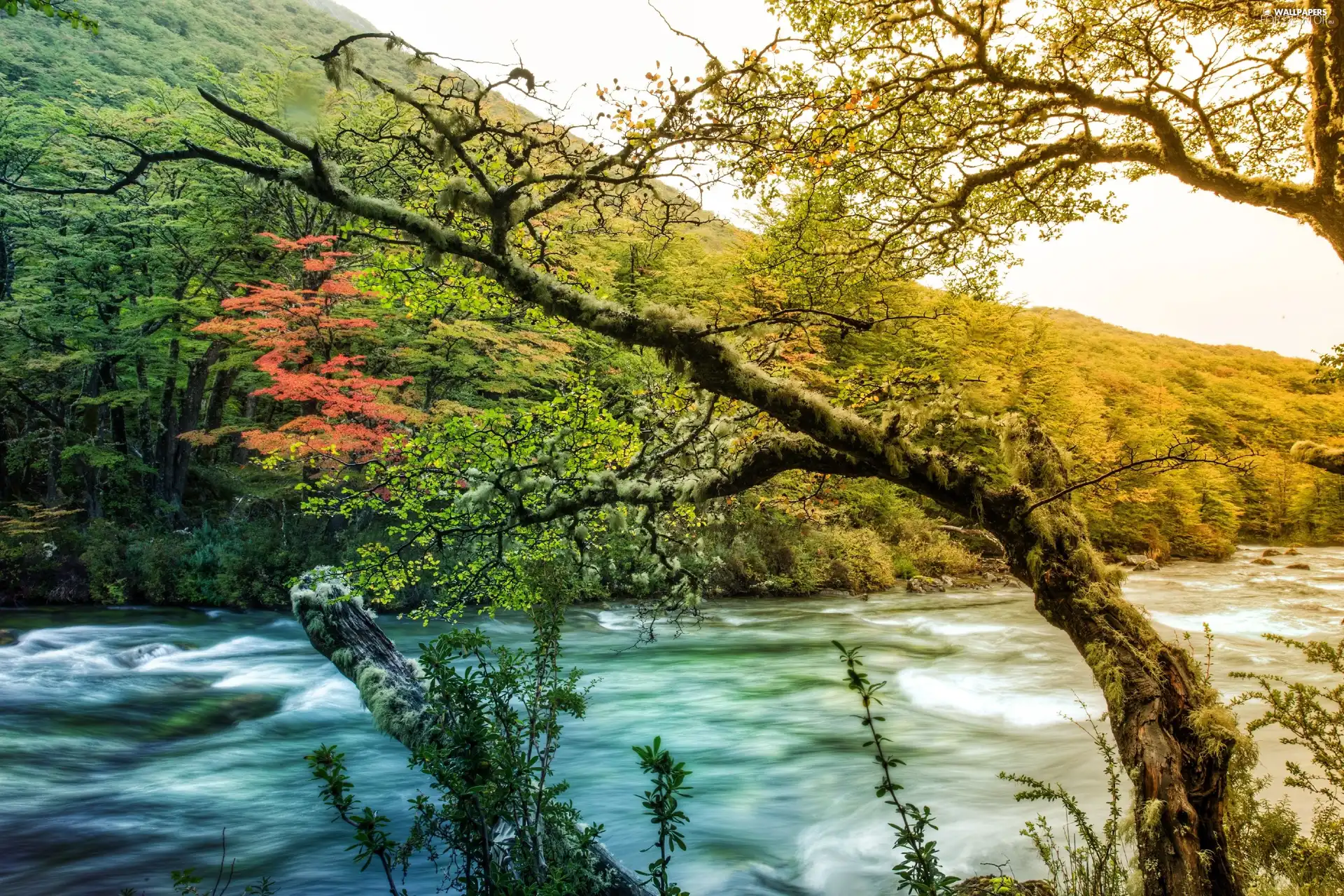 autumn, Mountains, woods, River