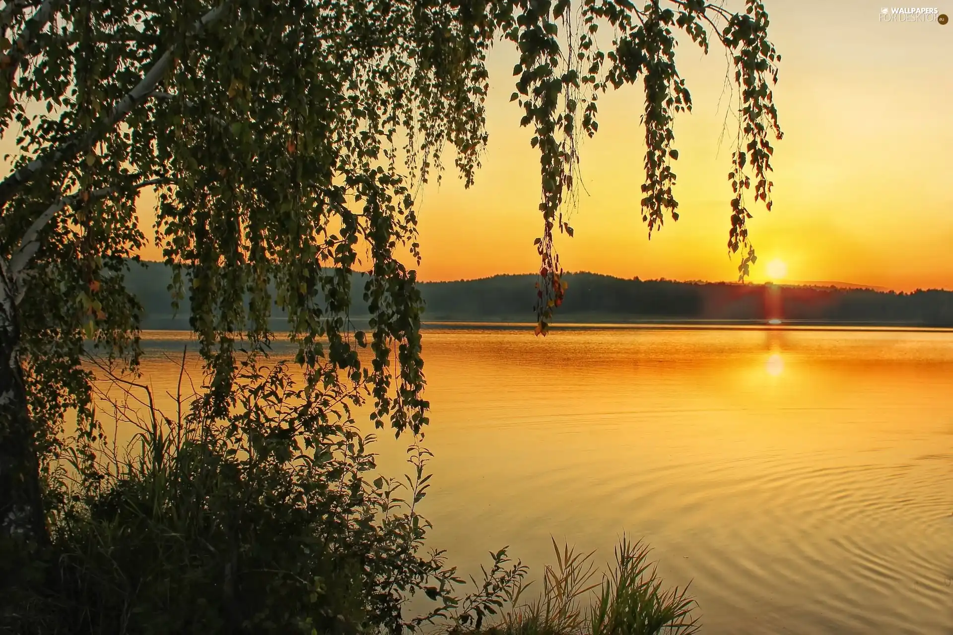 woods, lake, East, sun, Mountains, birch-tree