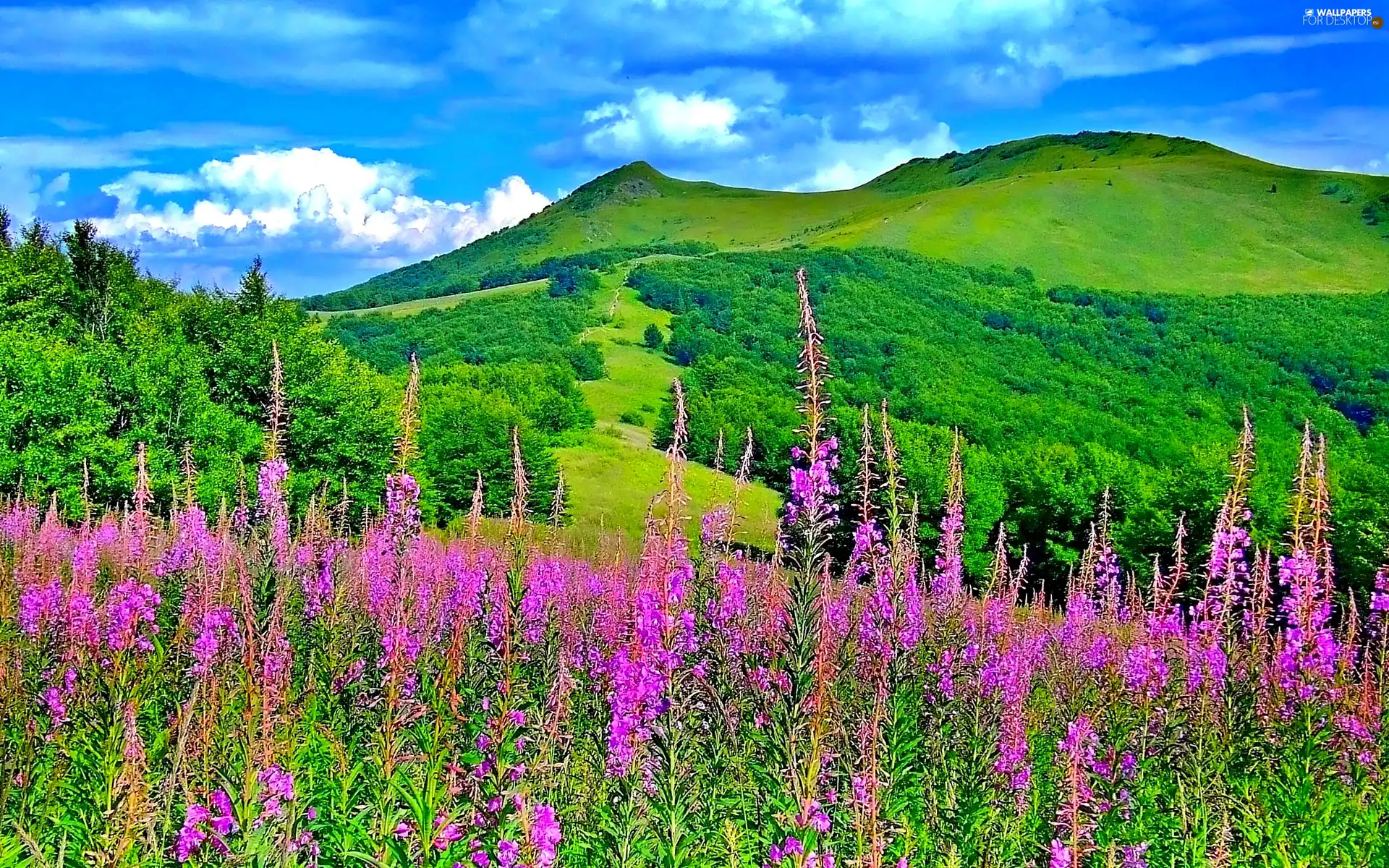 Meadow, Mountains, woods, Flowers