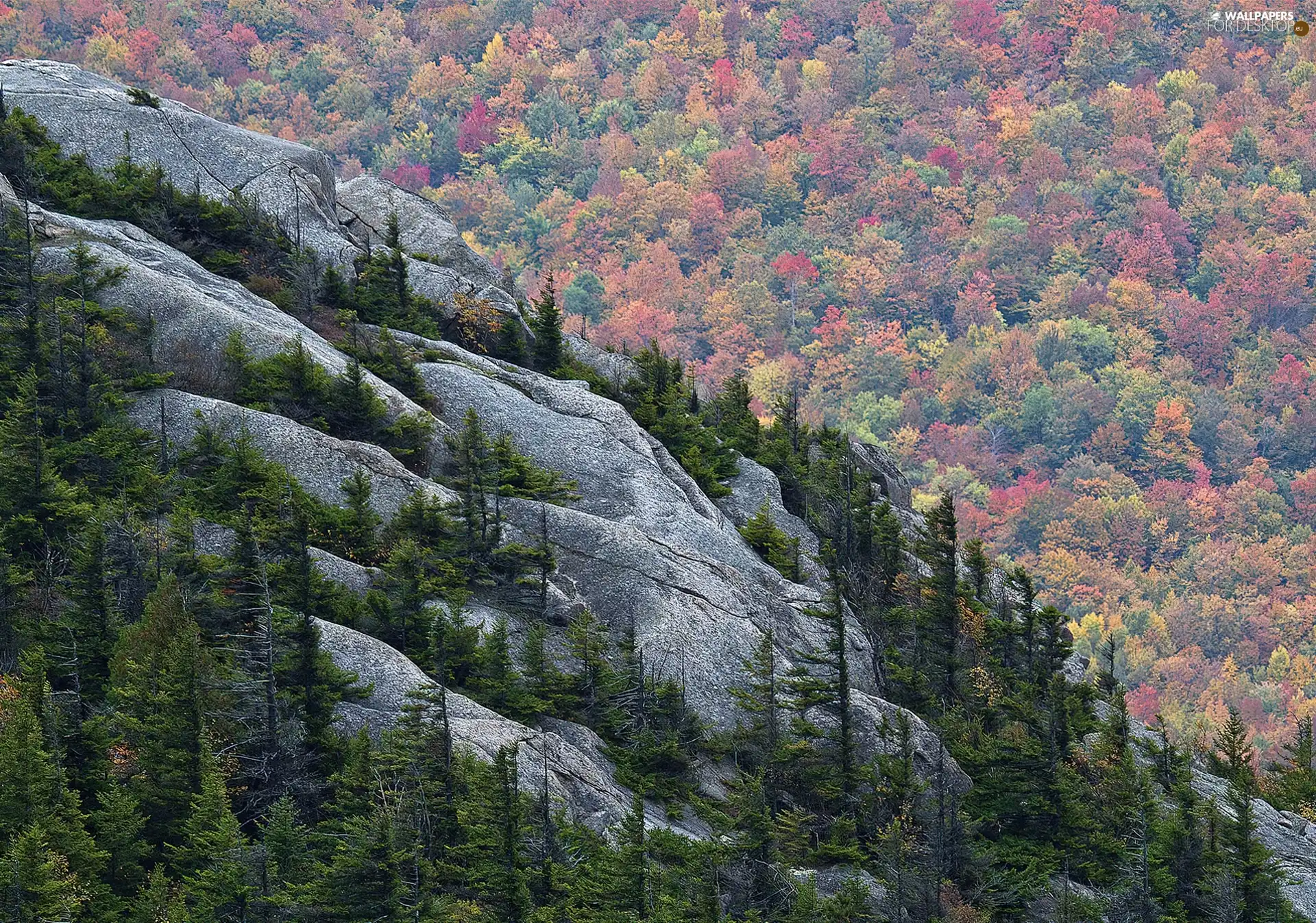 woods, autumn, Mountains