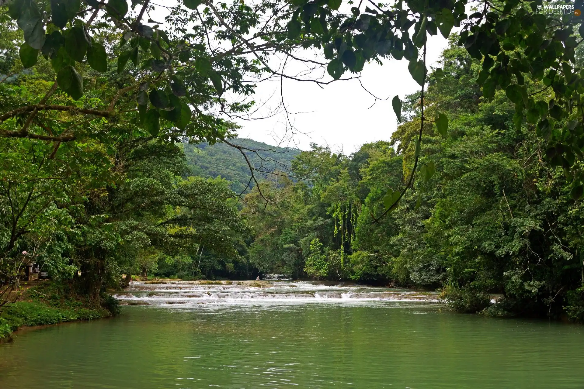 woods, high, River