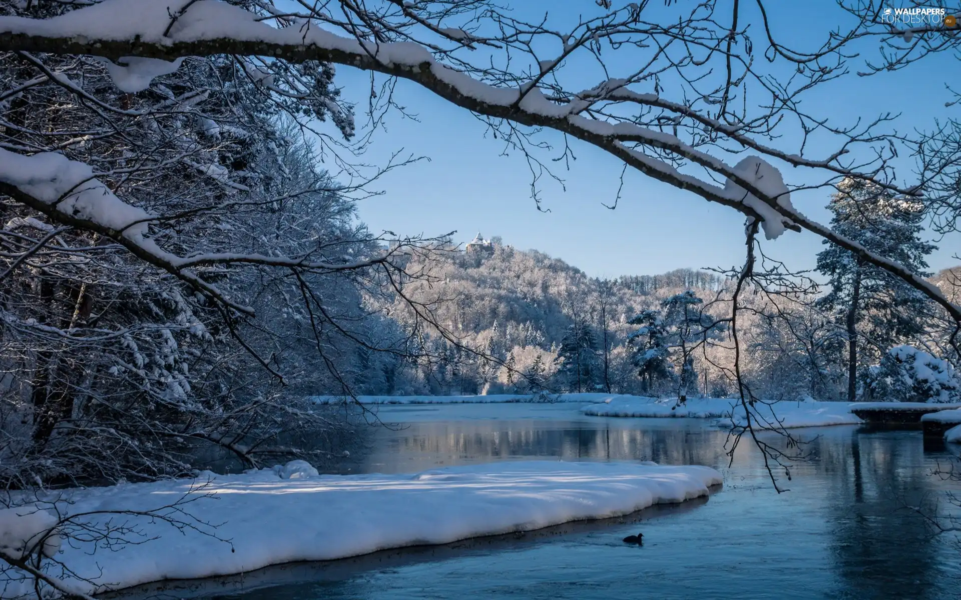 woods, winter, ducks, Mountains, River