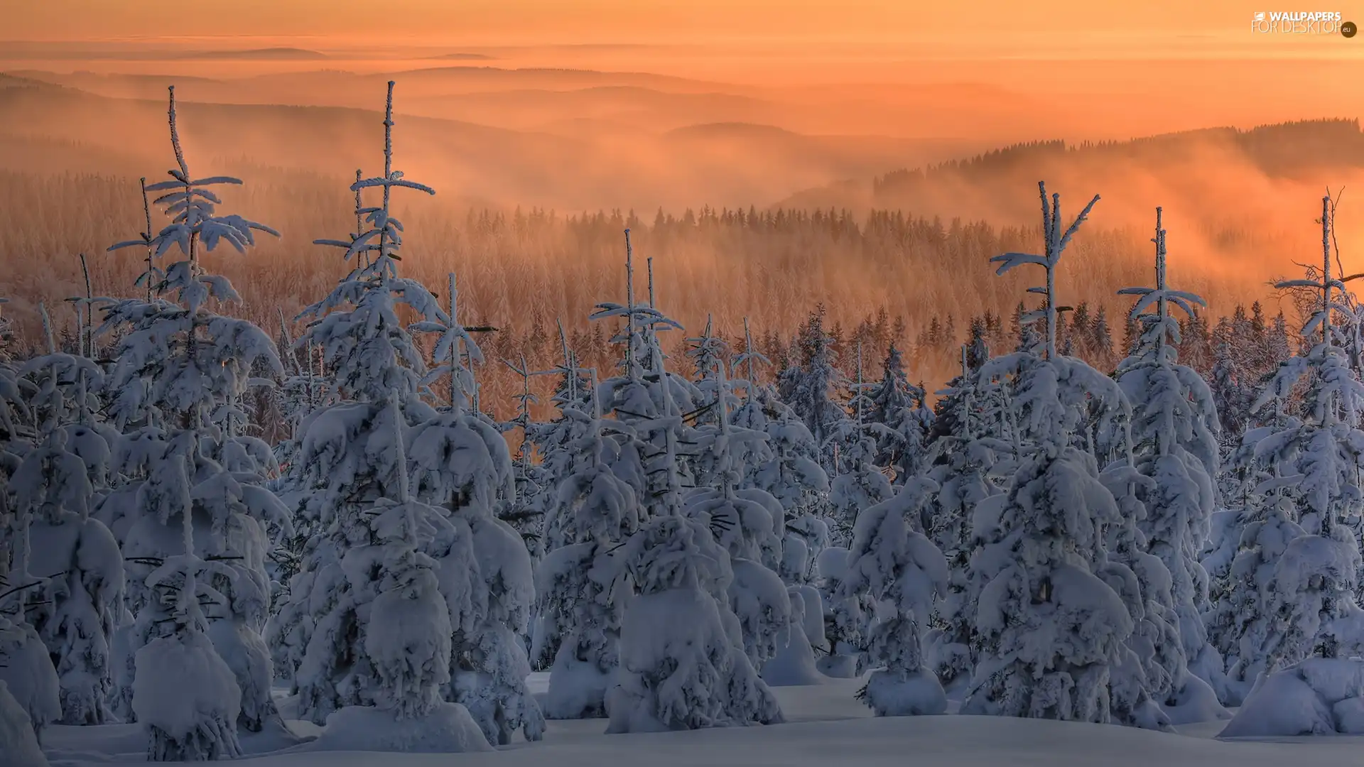 winter, woods