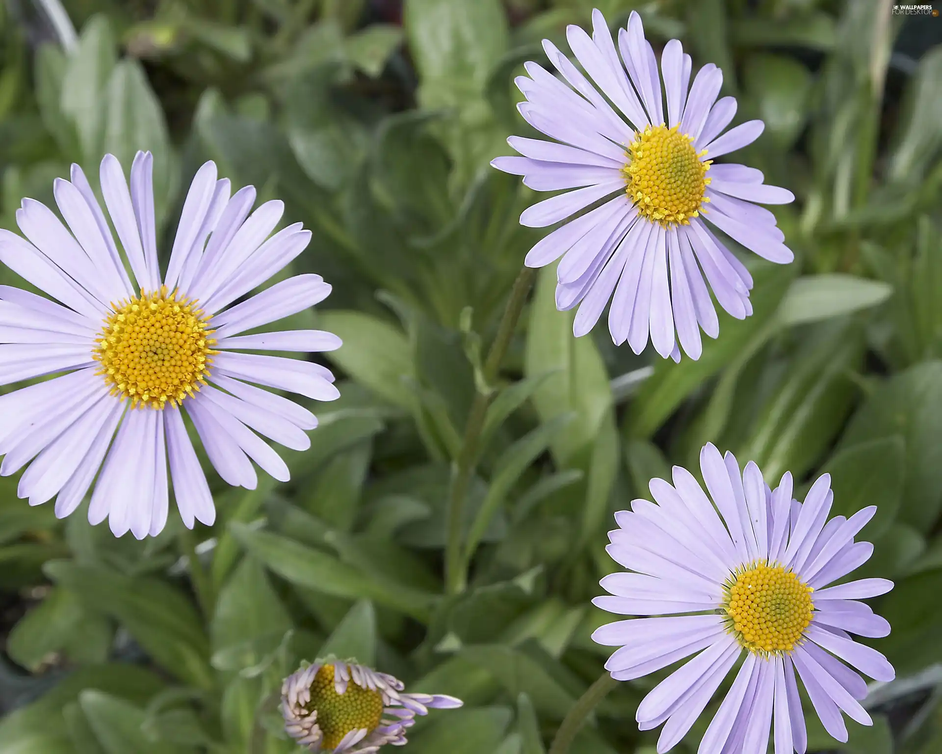 Alpine aster, White, Yellow