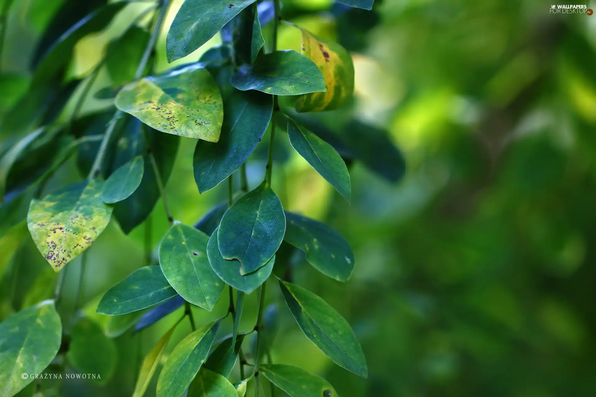 Autumn, green ones, Yellow, Leaf