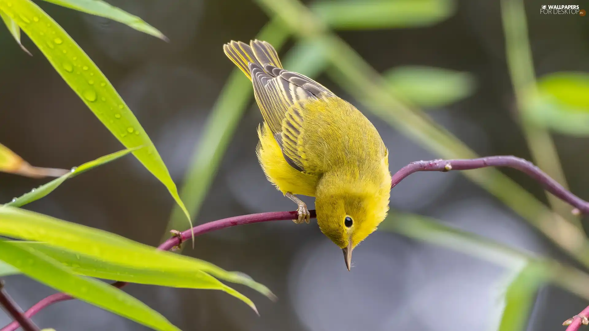 Twigs, Yellow, Bird, Warbler egret