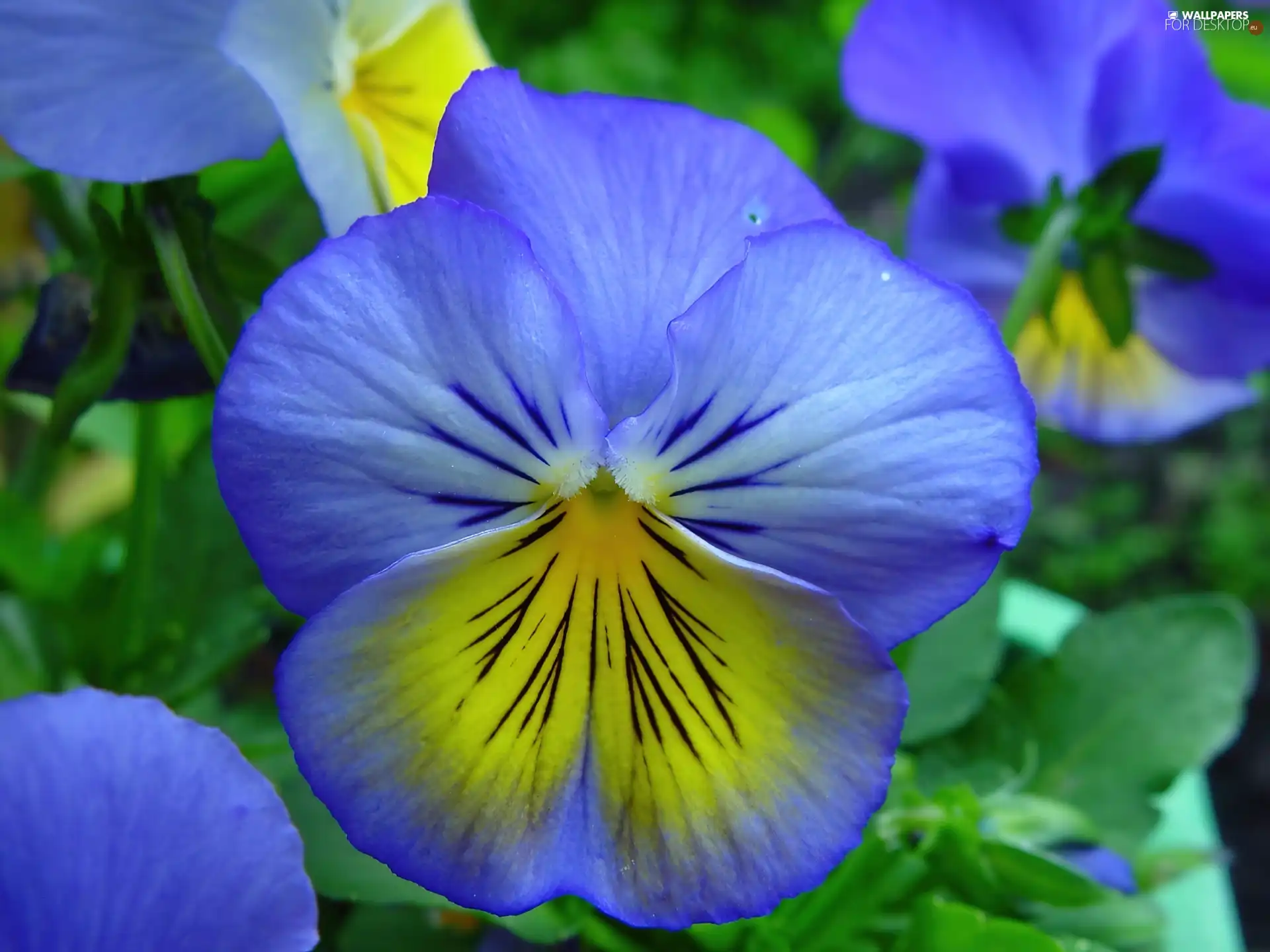 Yellow, pansy, blue
