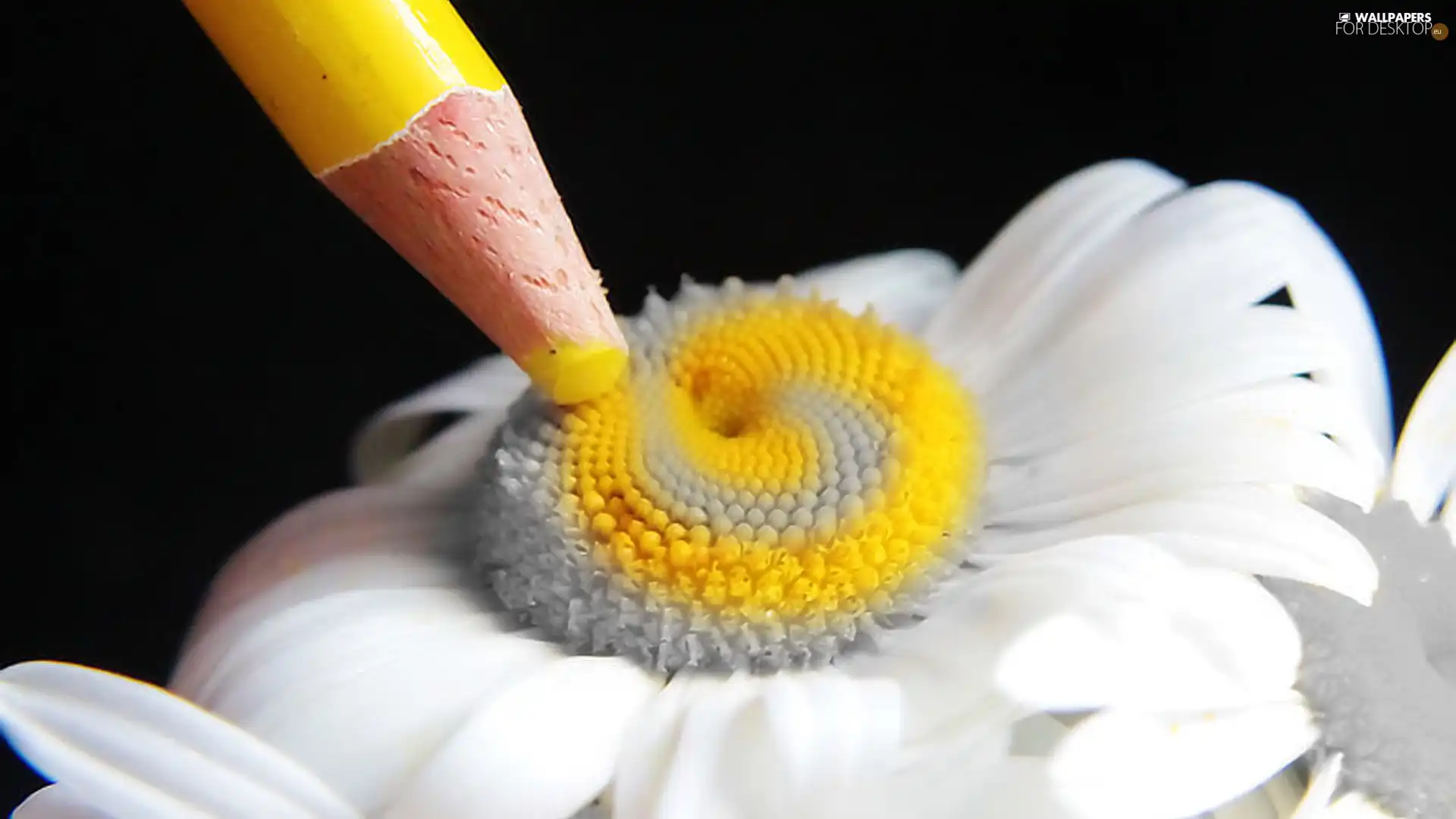 chalk, Colourfull Flowers, Yellow Honda