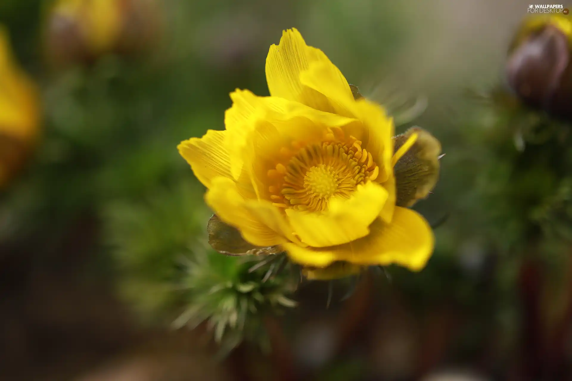 Colourfull Flowers, developed, Yellow