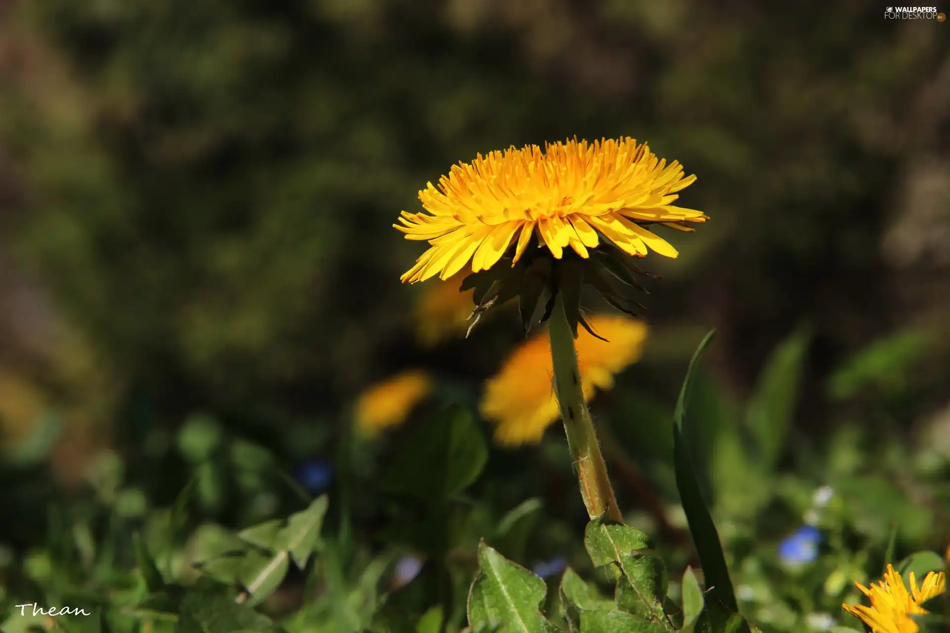 Colourfull Flowers, Common Dandelion, Yellow