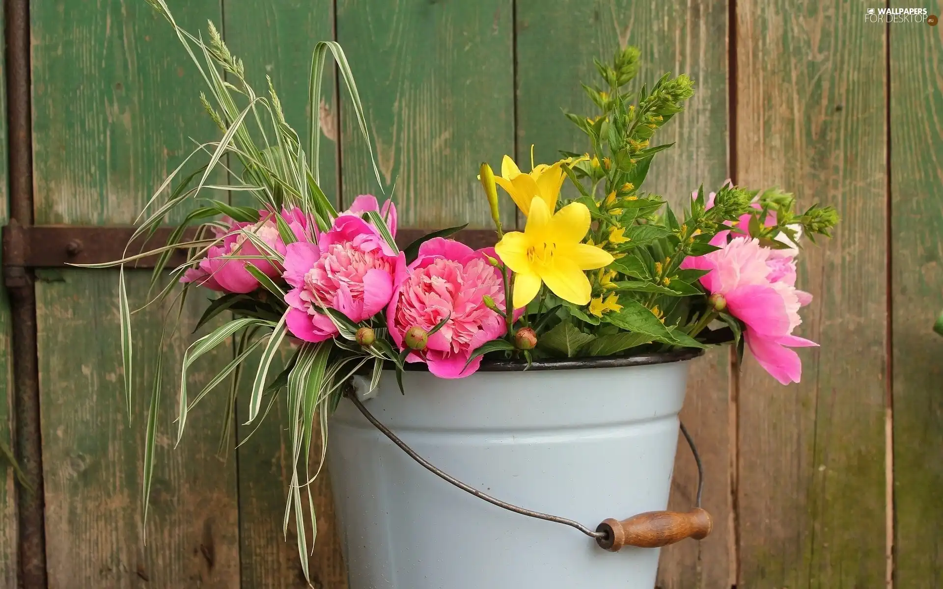 Yellow, Flowers, Pink, Peonies, bucket