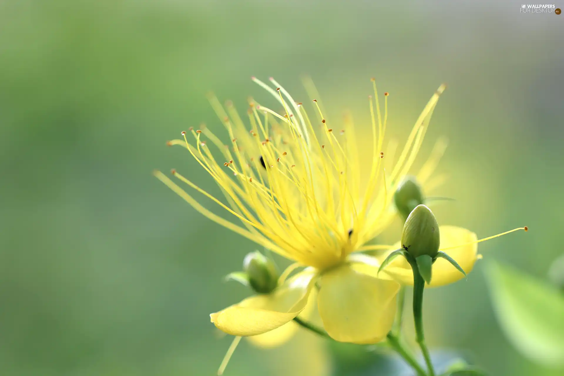 bud, Colourfull Flowers, St. John