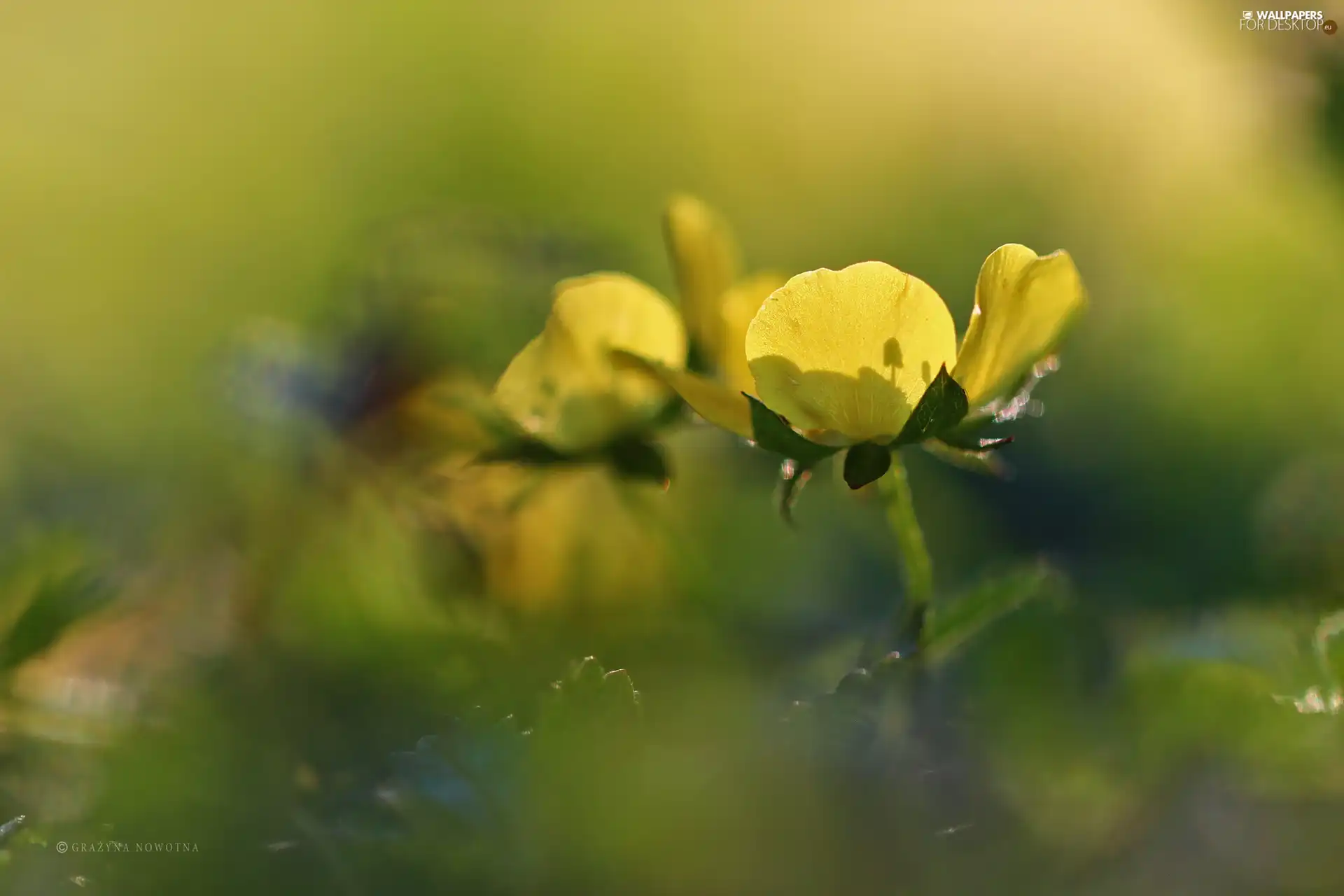 Colourfull Flowers, buttercup, Yellow