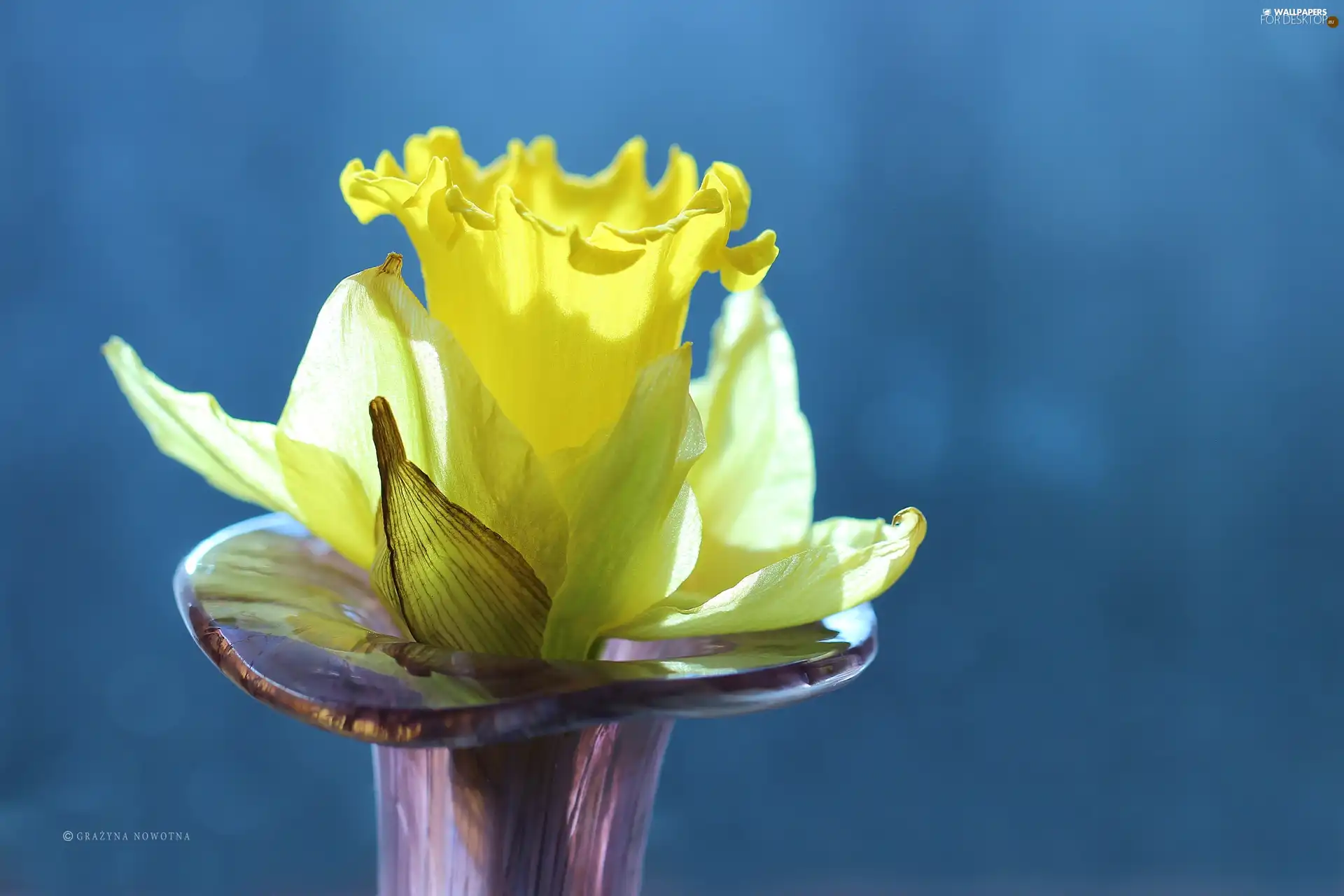 Colourfull Flowers, jonquil, Yellow