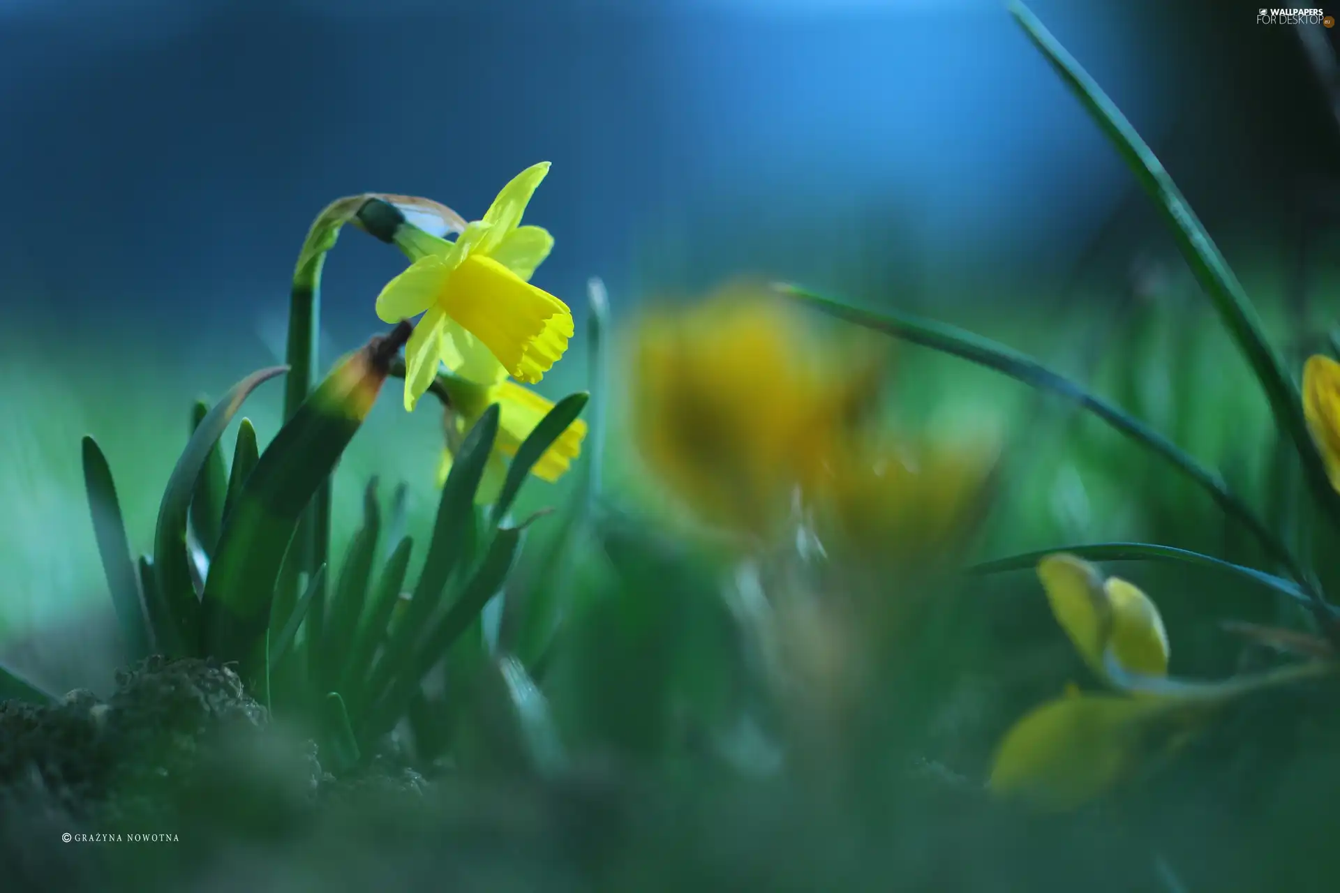Colourfull Flowers, jonquil, Yellow