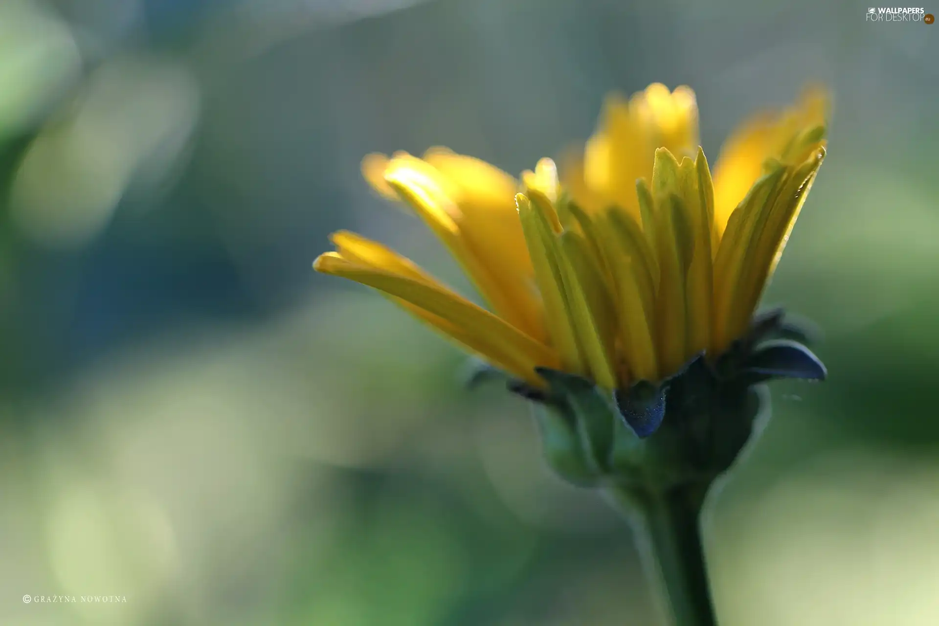 Colourfull Flowers, Marigold, Yellow