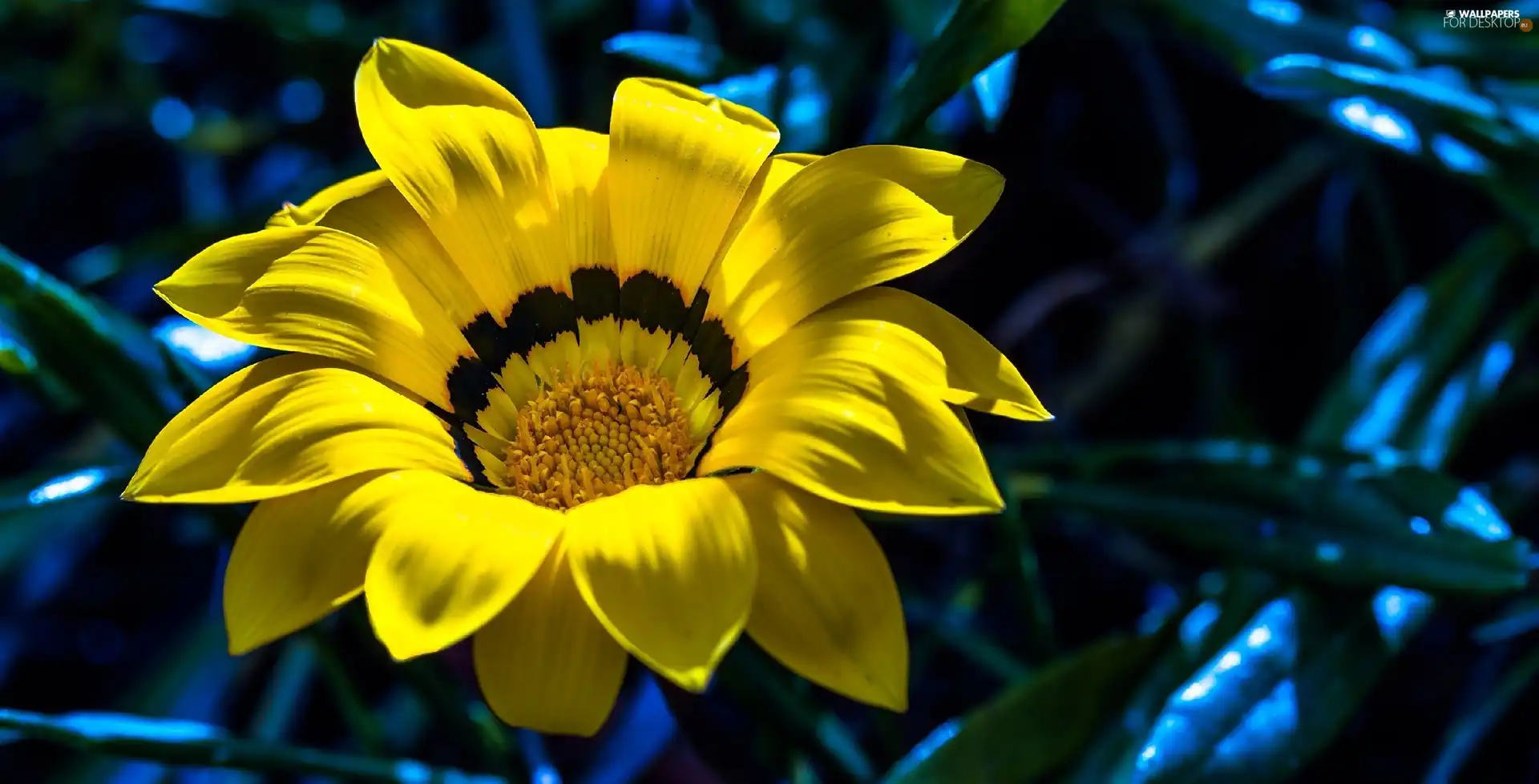 Yellow Honda, Gazania