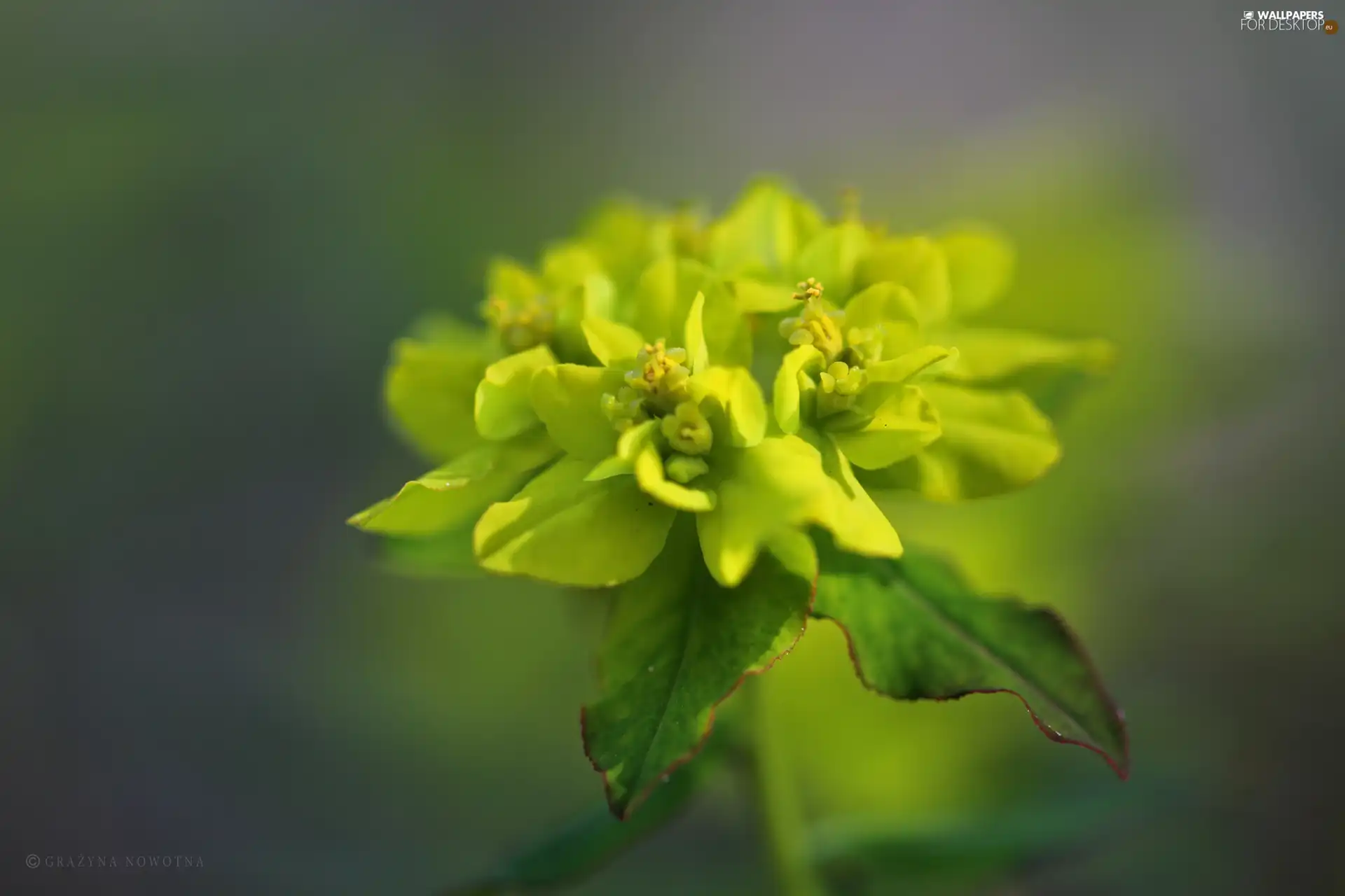 Yellow Honda, plant