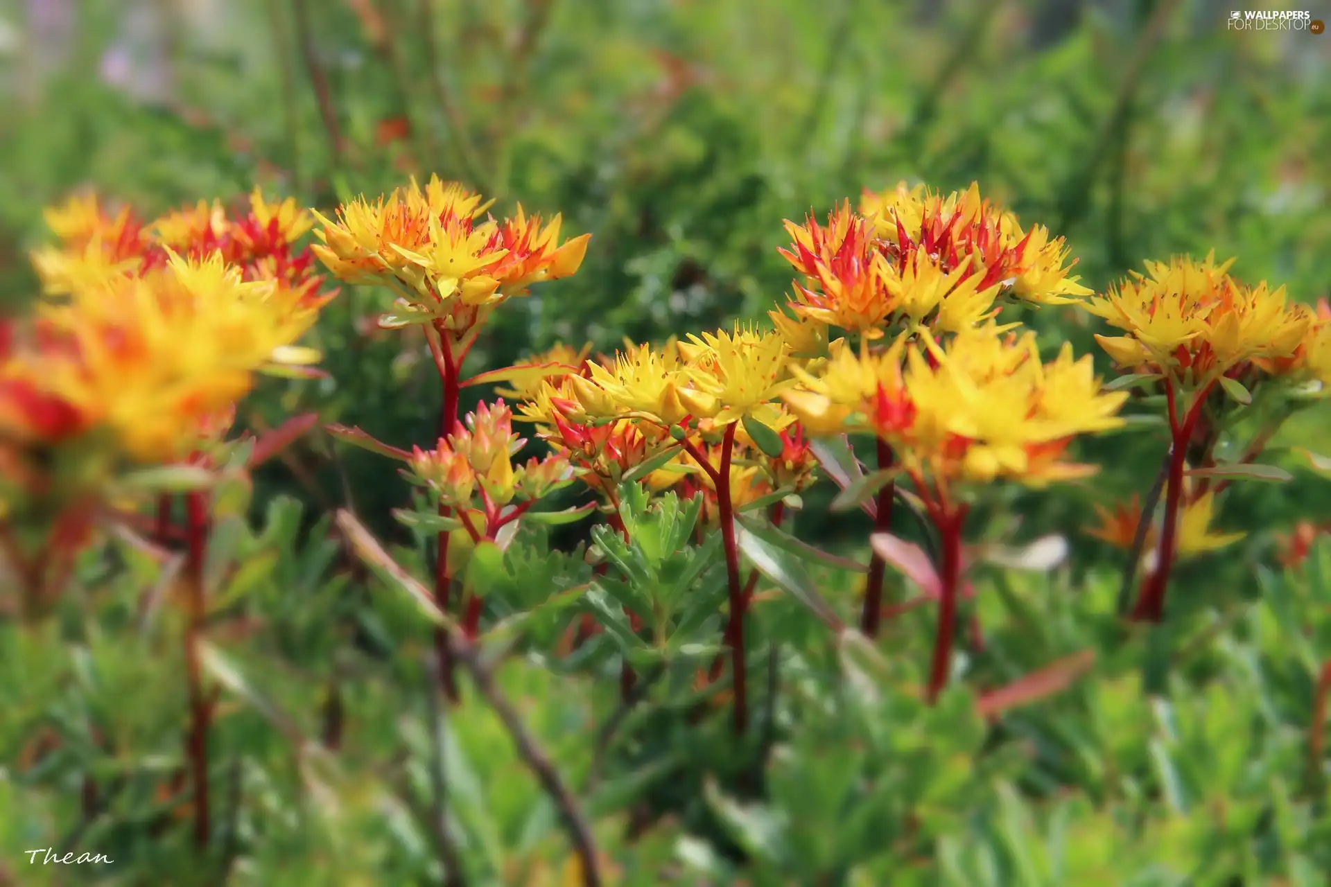 yellow-red, Plants