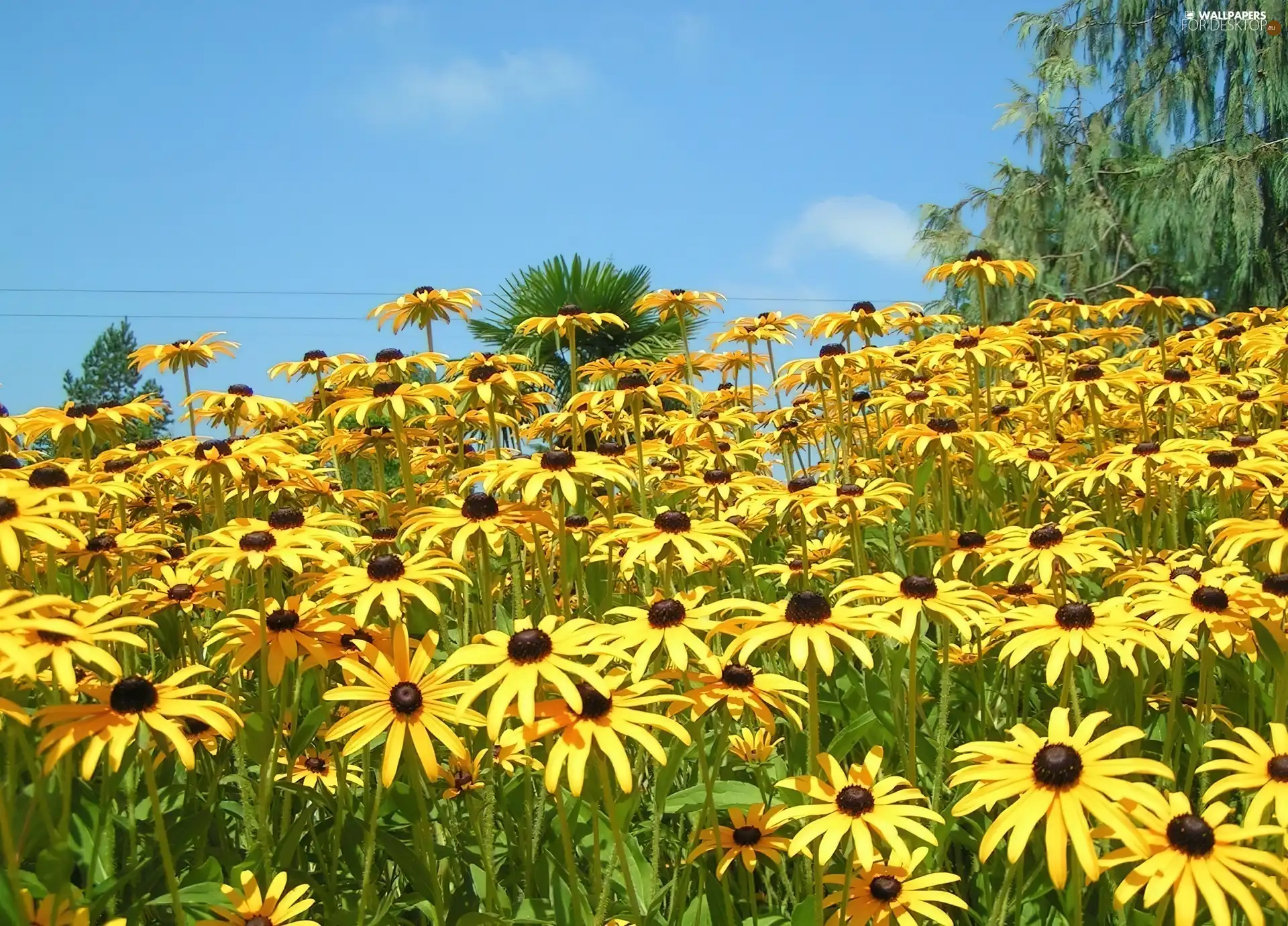 Yellow Honda, Rudbeckia