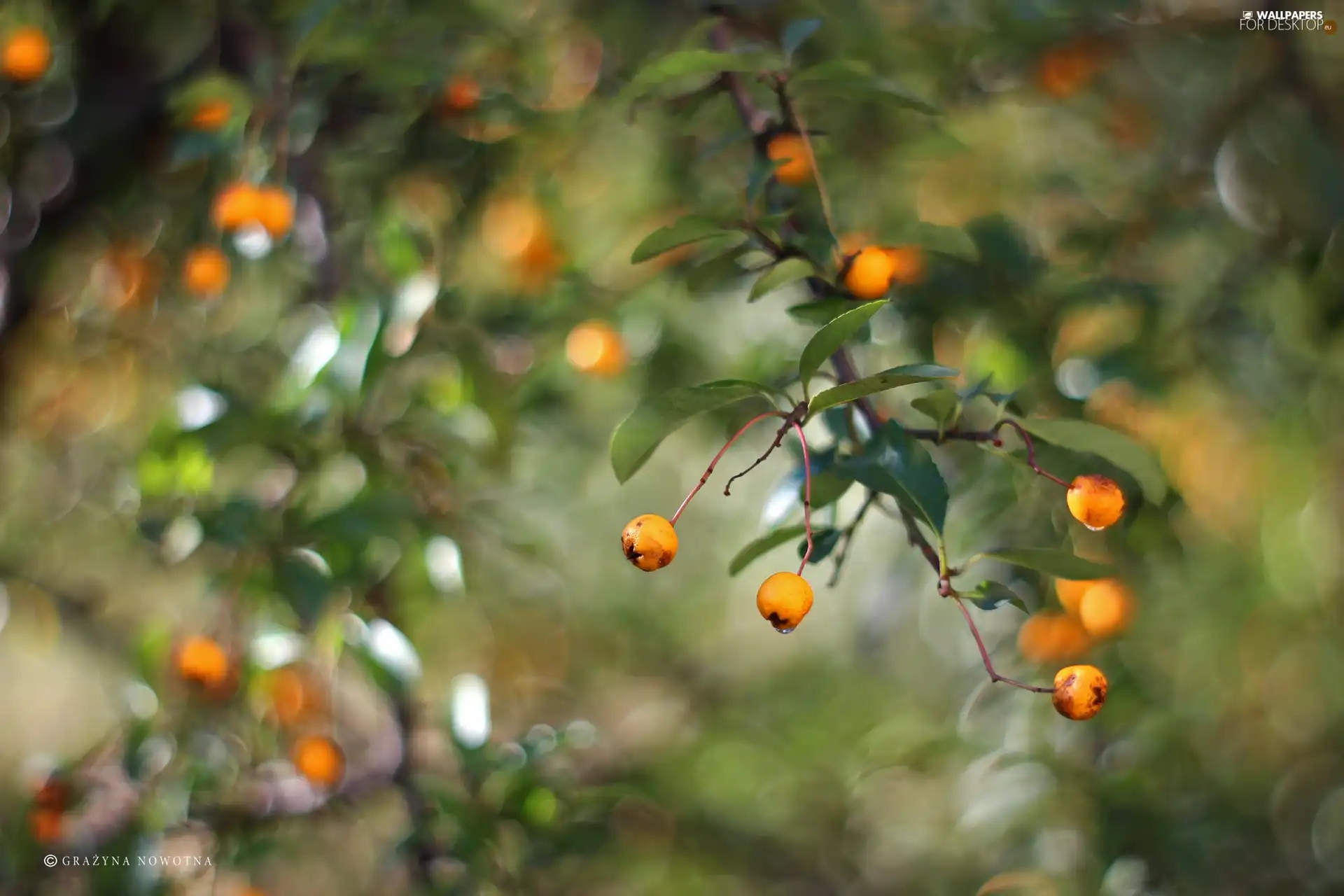 Fruits, Scarlet firethorn, Yellow