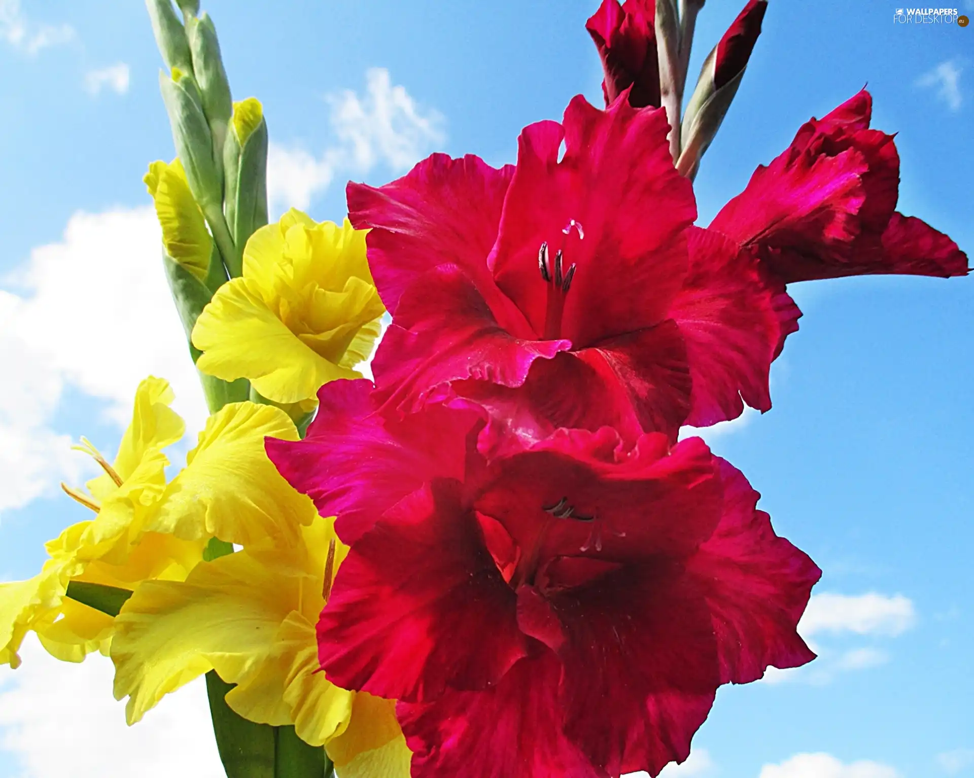 Yellow, gladiolus, Sky, clouds, Red, Colourfull Flowers