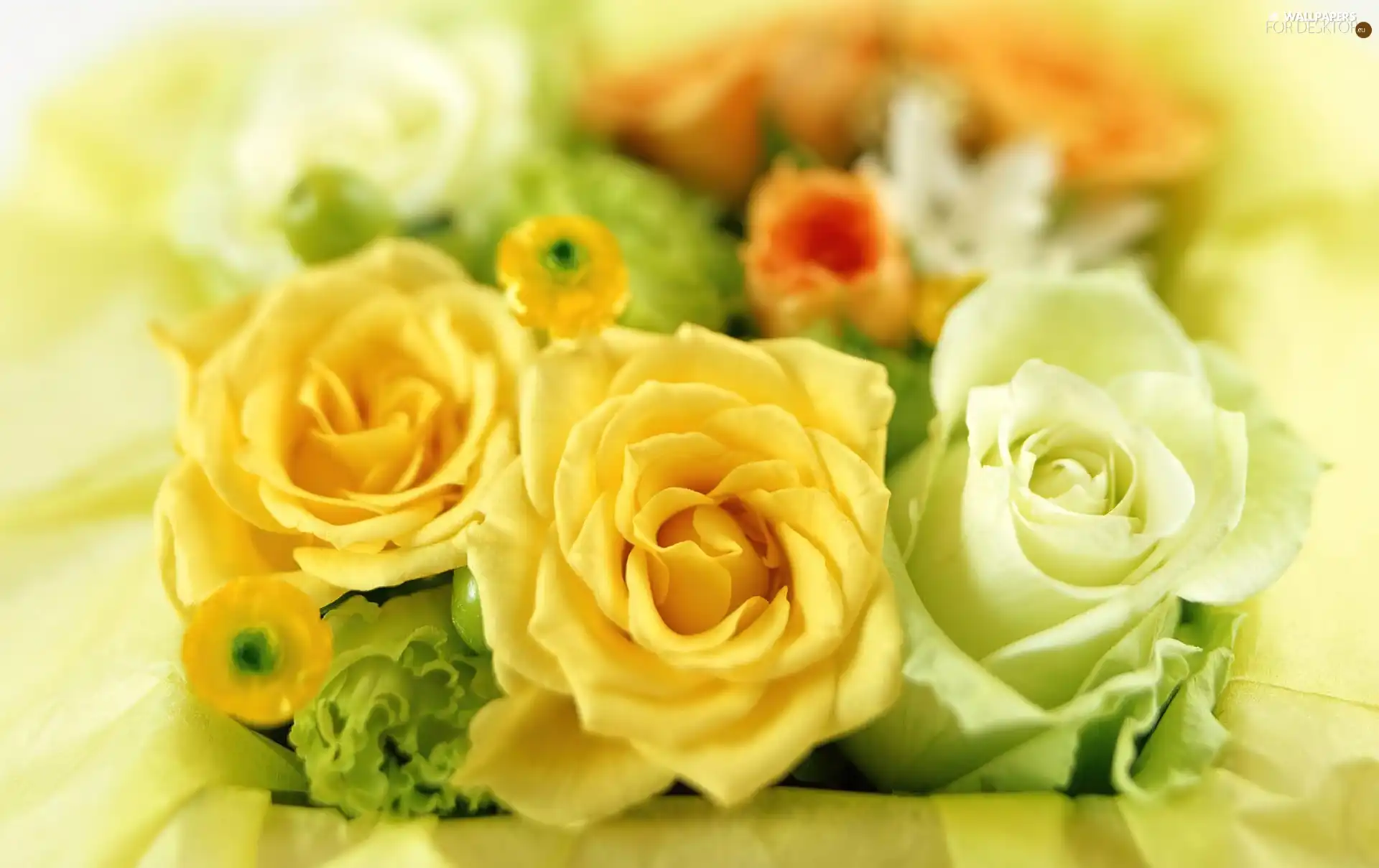 Yellow, roses, White