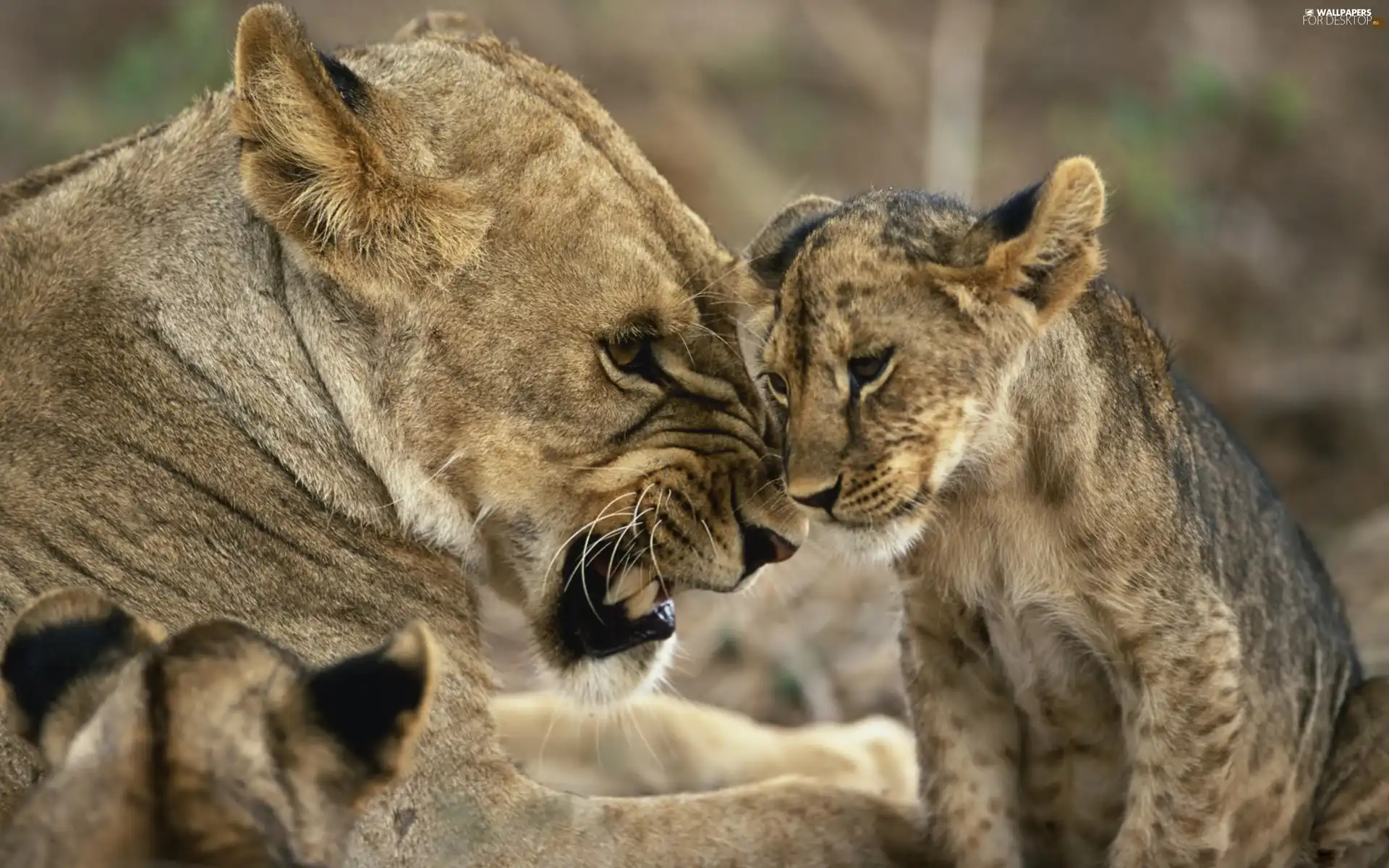 Lion, young