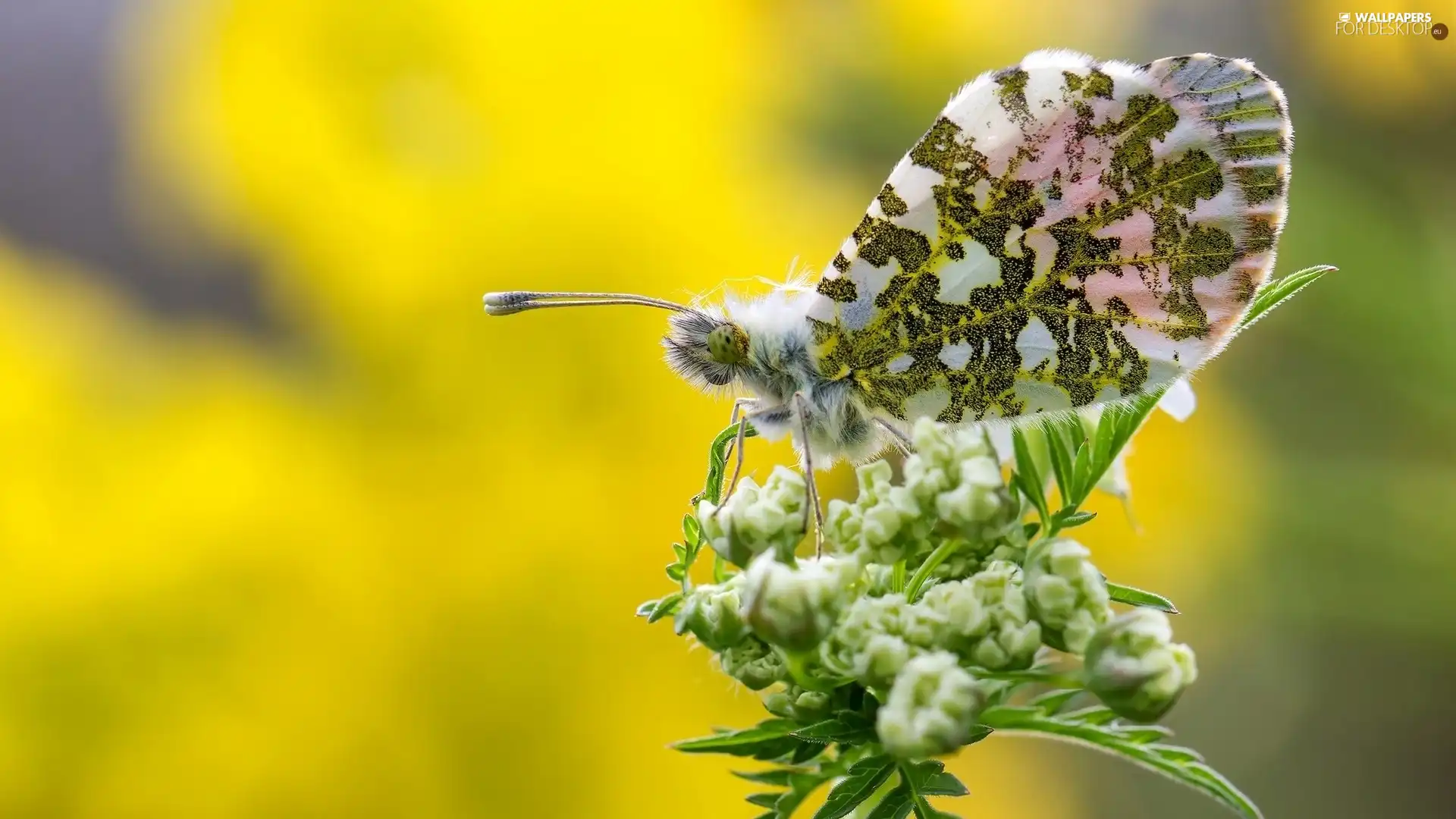 butterfly, Zorka