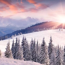 forest, Snowy, rays of the Sun, trees, Spruces, Mountains, winter, viewes