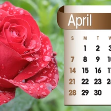 Calendar, april, 2013, rose