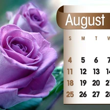 Calendar, august, 2013, rose