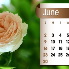 Calendar, june, 2013, rose