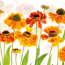 2D, Flowers, Helenium