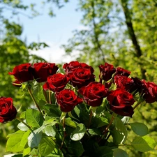 rouge, blur, bouquet, A Bright Red, Garden